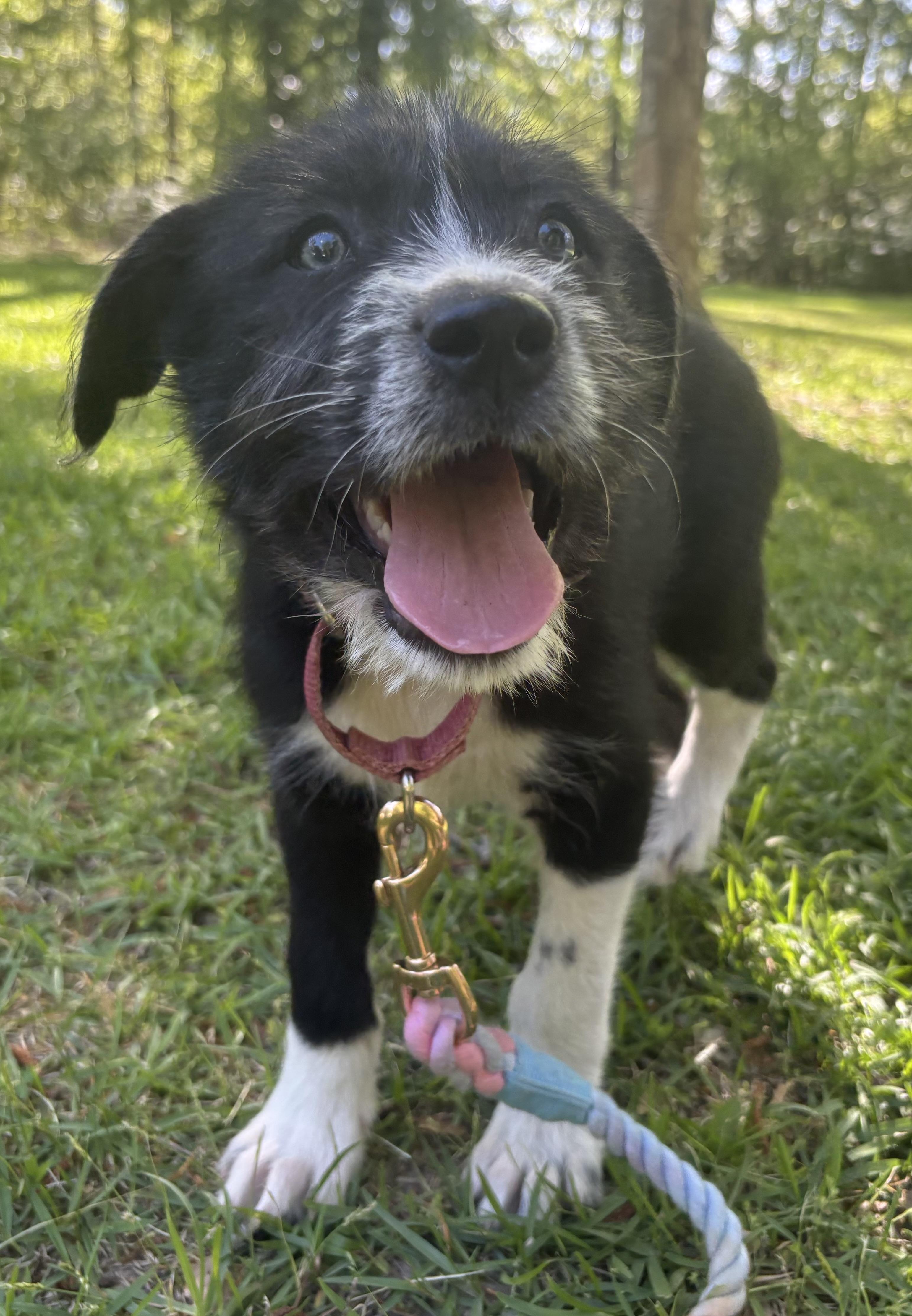 Enlarge Ziti, a Adoptable mixed breed in Westport, CT image 2/4