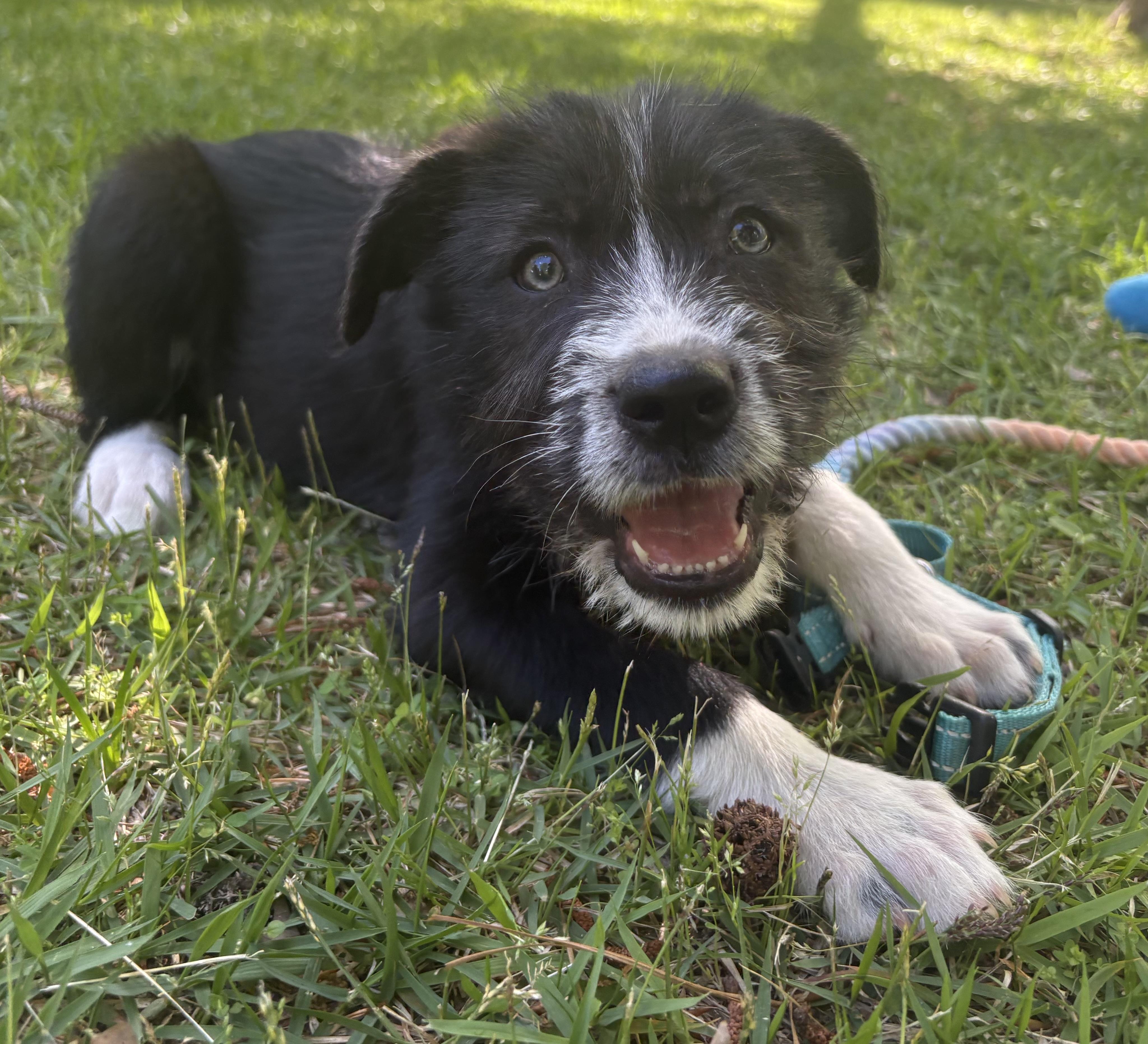 Enlarge Ziti, a Adoptable mixed breed in Westport, CT image 3/4