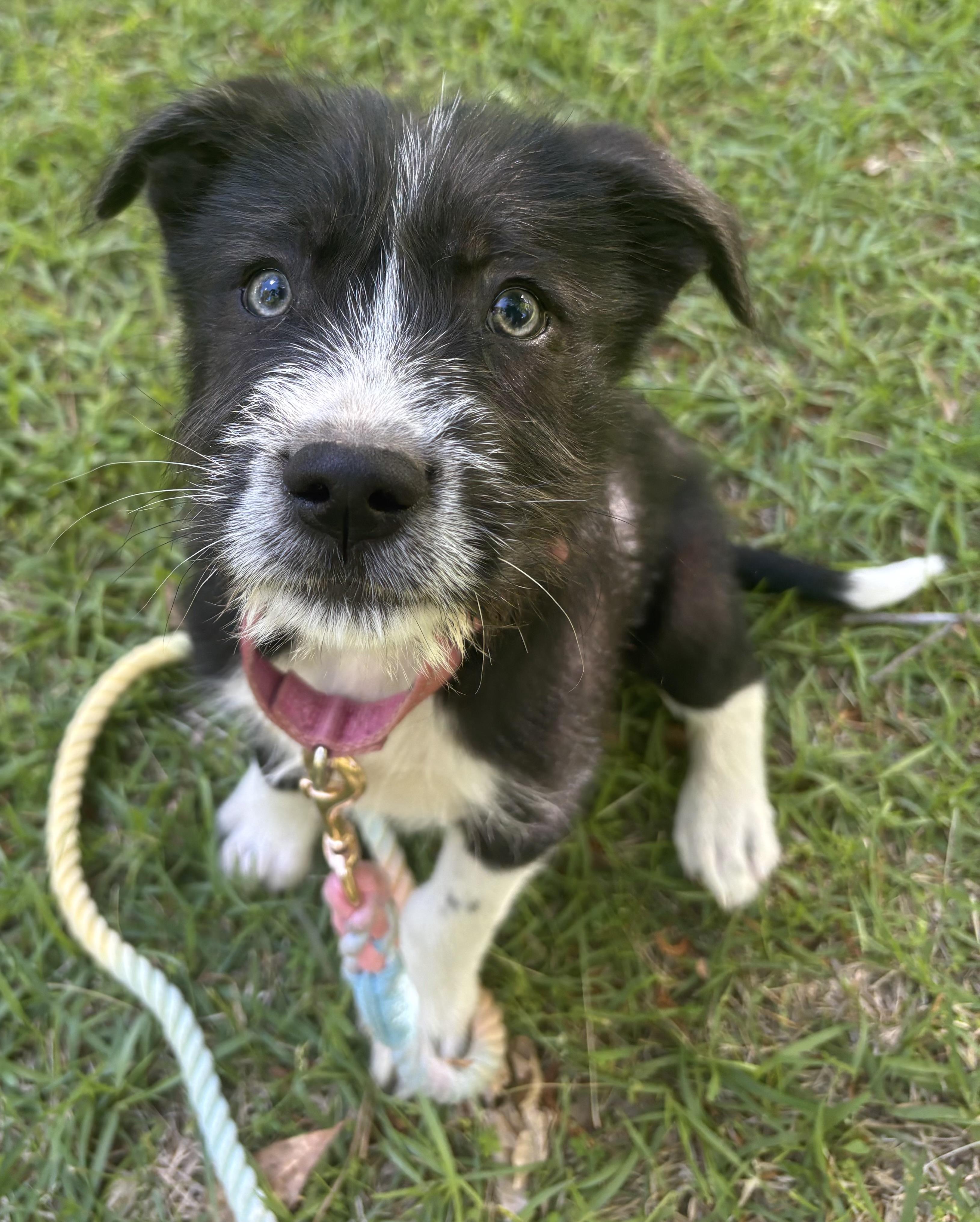 Enlarge Ziti, a Adoptable mixed breed in Westport, CT image 4/4