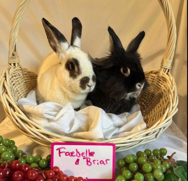 Faebelle, Adoptable, Senior Female Lionhead.