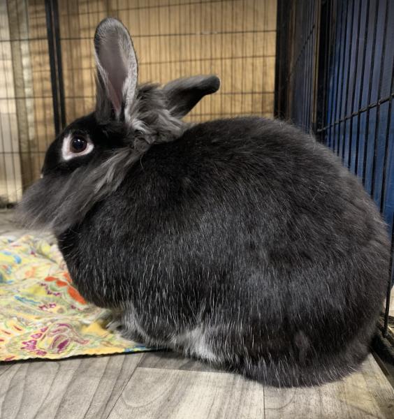 Enlarge Faebelle, a Adoptable Lionhead in Kalamazoo, MI image 2/4