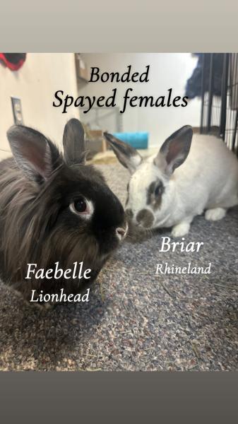 Enlarge Faebelle, a Adoptable Lionhead in Kalamazoo, MI image 3/4
