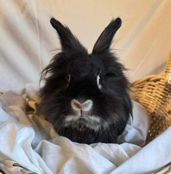 Enlarge Faebelle, a Adoptable Lionhead in Kalamazoo, MI image 4/4