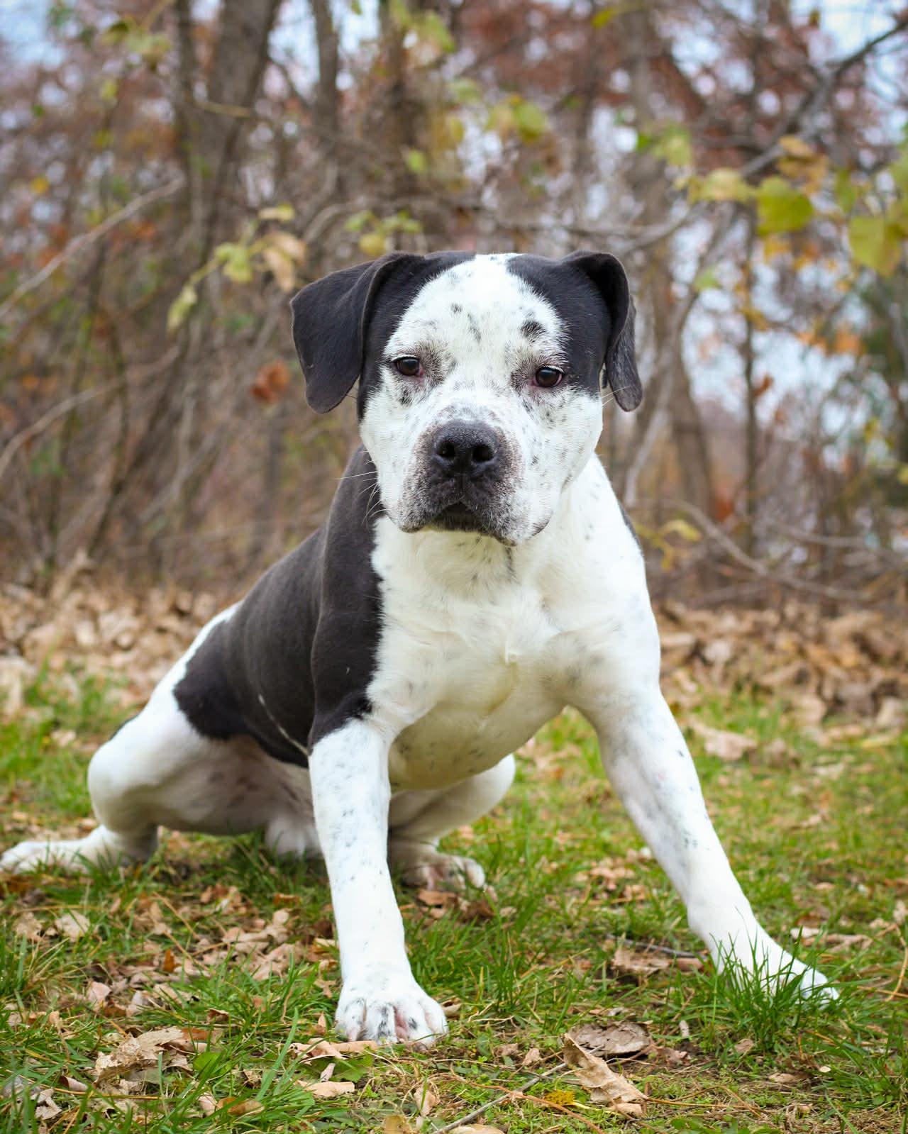 Enlarge Sterling, a Adoptable mixed breed in Bridgeport, CT image 1/1