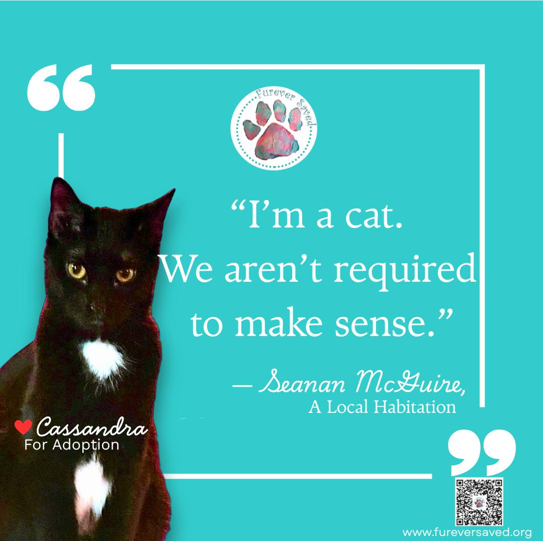 Cassandra, a Adoptable Domestic Short Hair in Miami, FL image 2/3