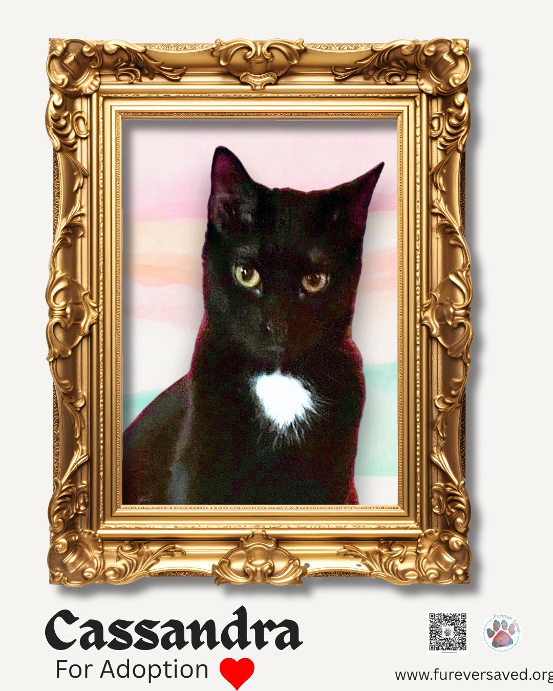 Cassandra, a Adoptable Domestic Short Hair in Miami, FL image 3/3