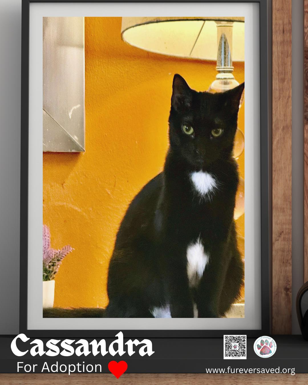 Cassandra, Adoptable, Young Female Domestic Short Hair.