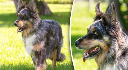 Enlarge Whiskey, a ADOPTABLE Australian Shepherd in Carlsbad Springs, ON image 2/4