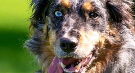 Enlarge Whiskey, a ADOPTABLE Australian Shepherd in Carlsbad Springs, ON image 4/4