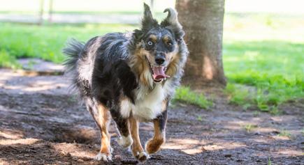Enlarge Whiskey, a ADOPTABLE Australian Shepherd in Carlsbad Springs, ON image 3/4