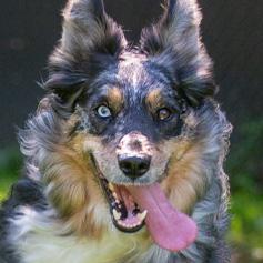 Whiskey, ADOPTABLE, Adult Male Australian Shepherd.