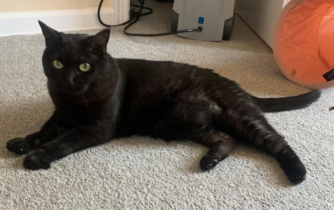 Lilly, a Adoptable Domestic Short Hair in Grove City, OH image 1/3