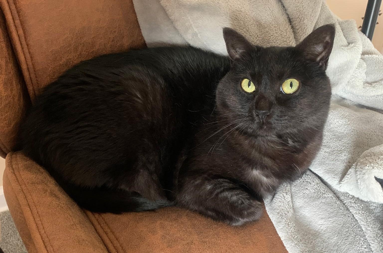 Lilly, a Adoptable Domestic Short Hair in Grove City, OH image 2/3