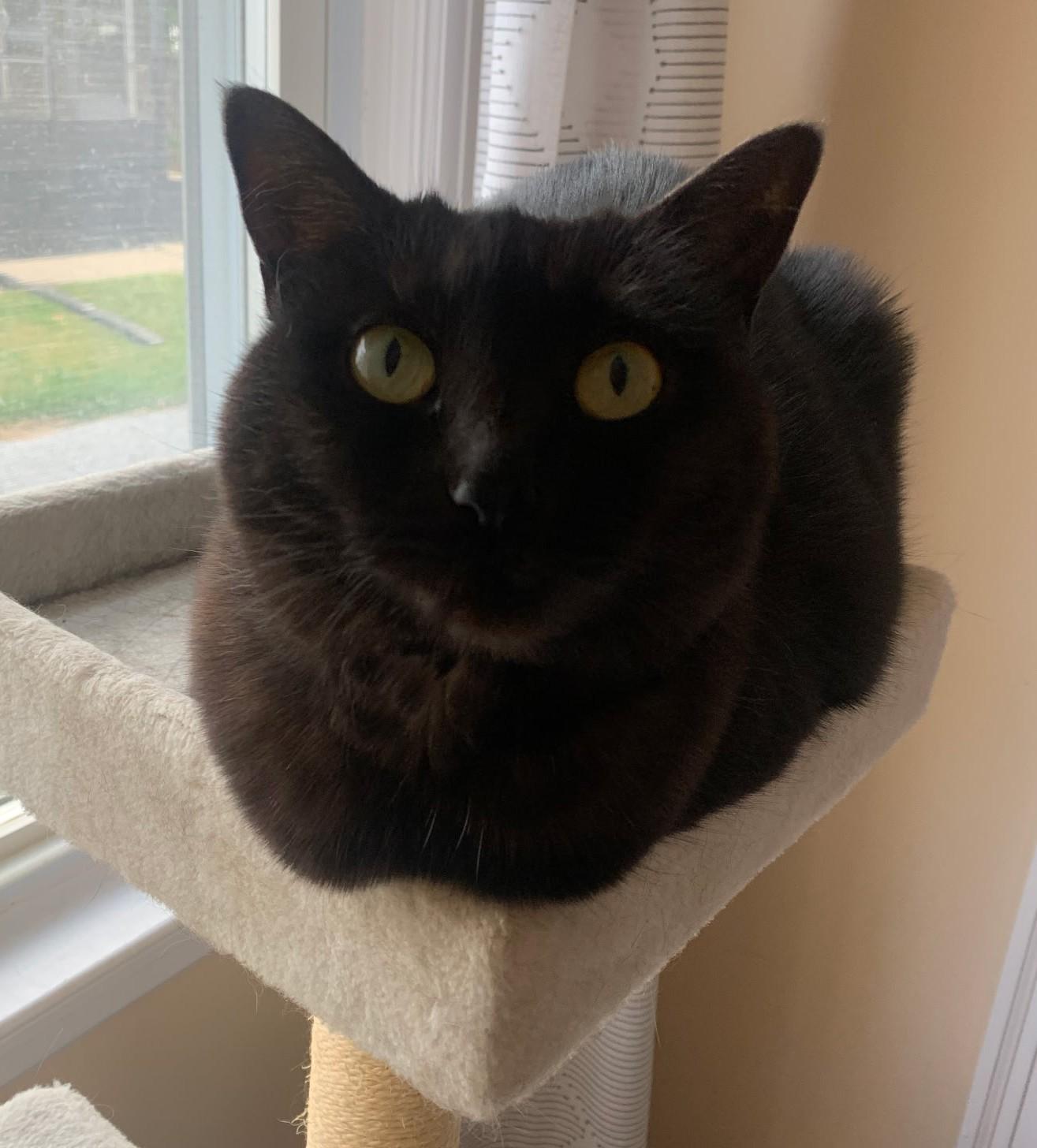 Lilly, a Adoptable Domestic Short Hair in Grove City, OH image 3/3