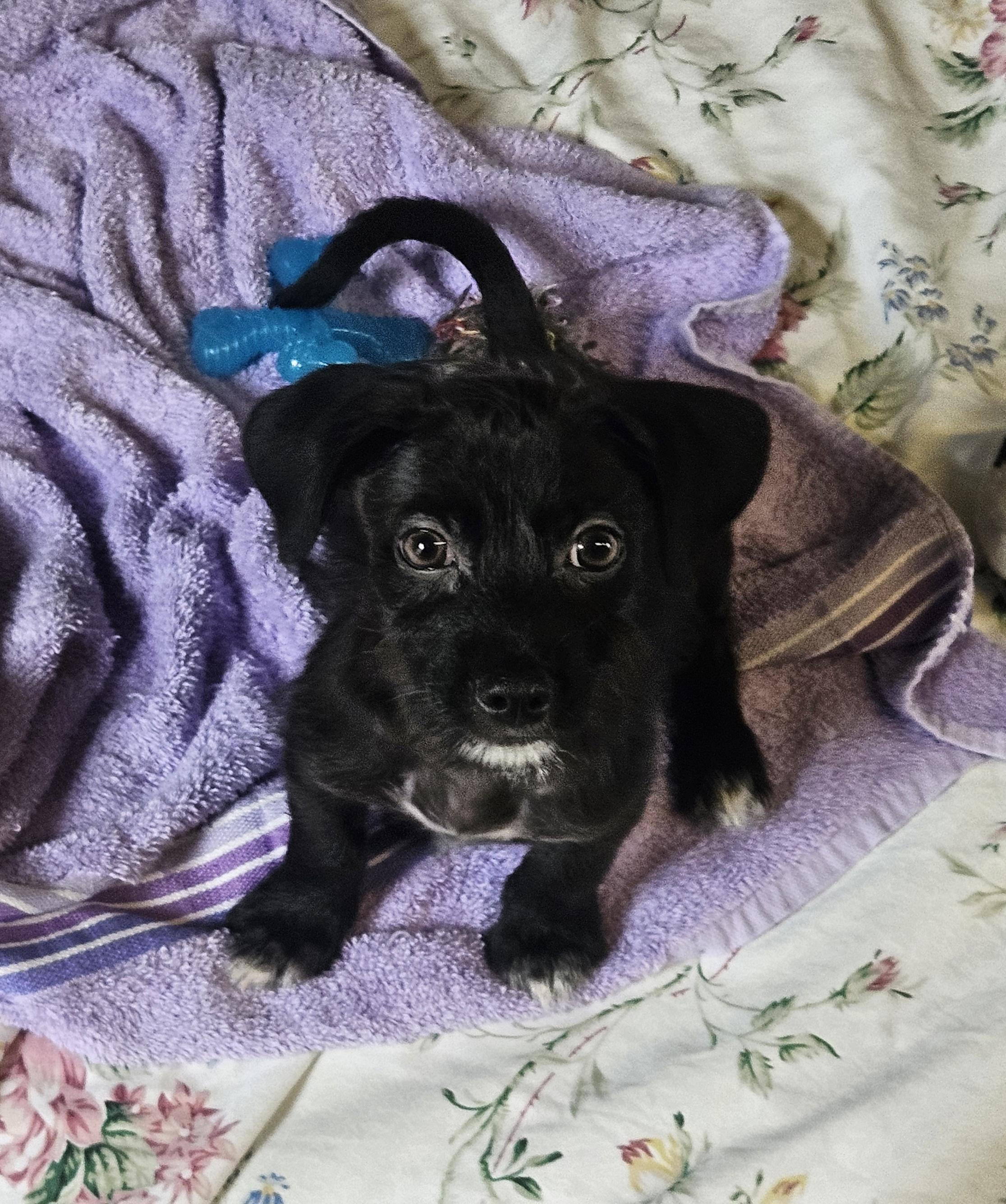 Alvin, Baby Male Miniature Schnauzer