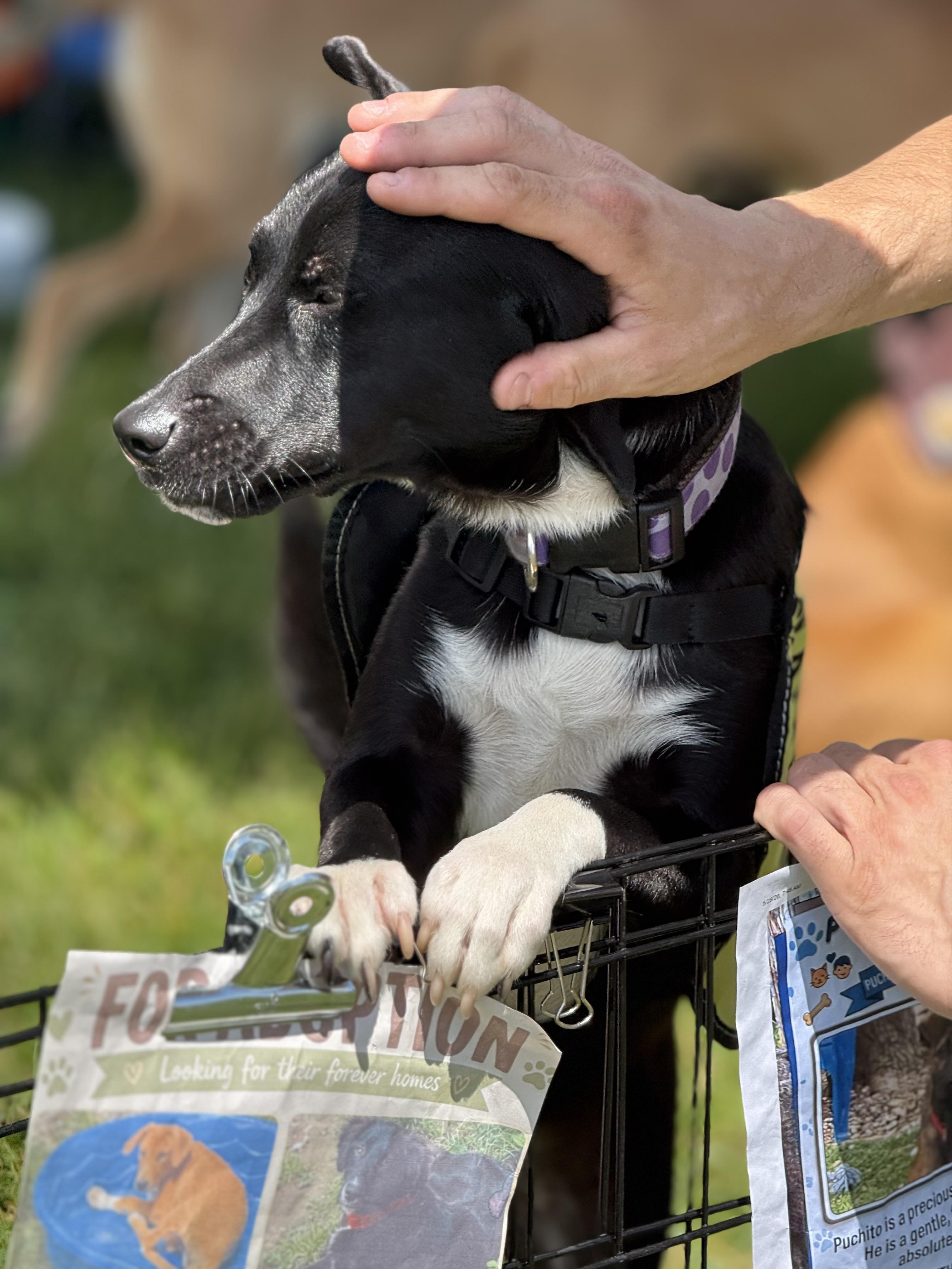 Theodore, an adopted mixed breed in Bayville , NY image 3/3