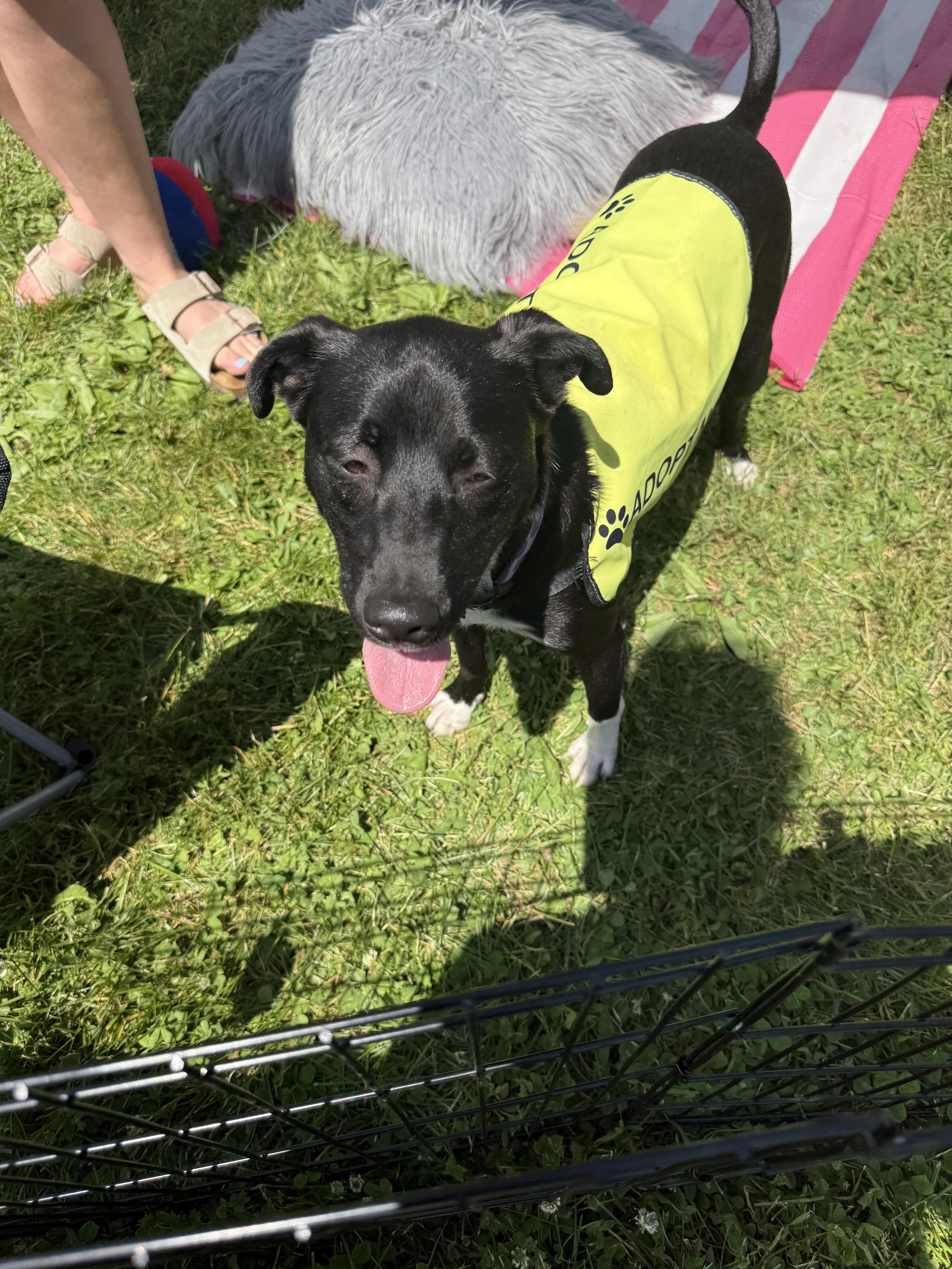 Theodore, adopted, Adult Male Black Labrador Retriever.