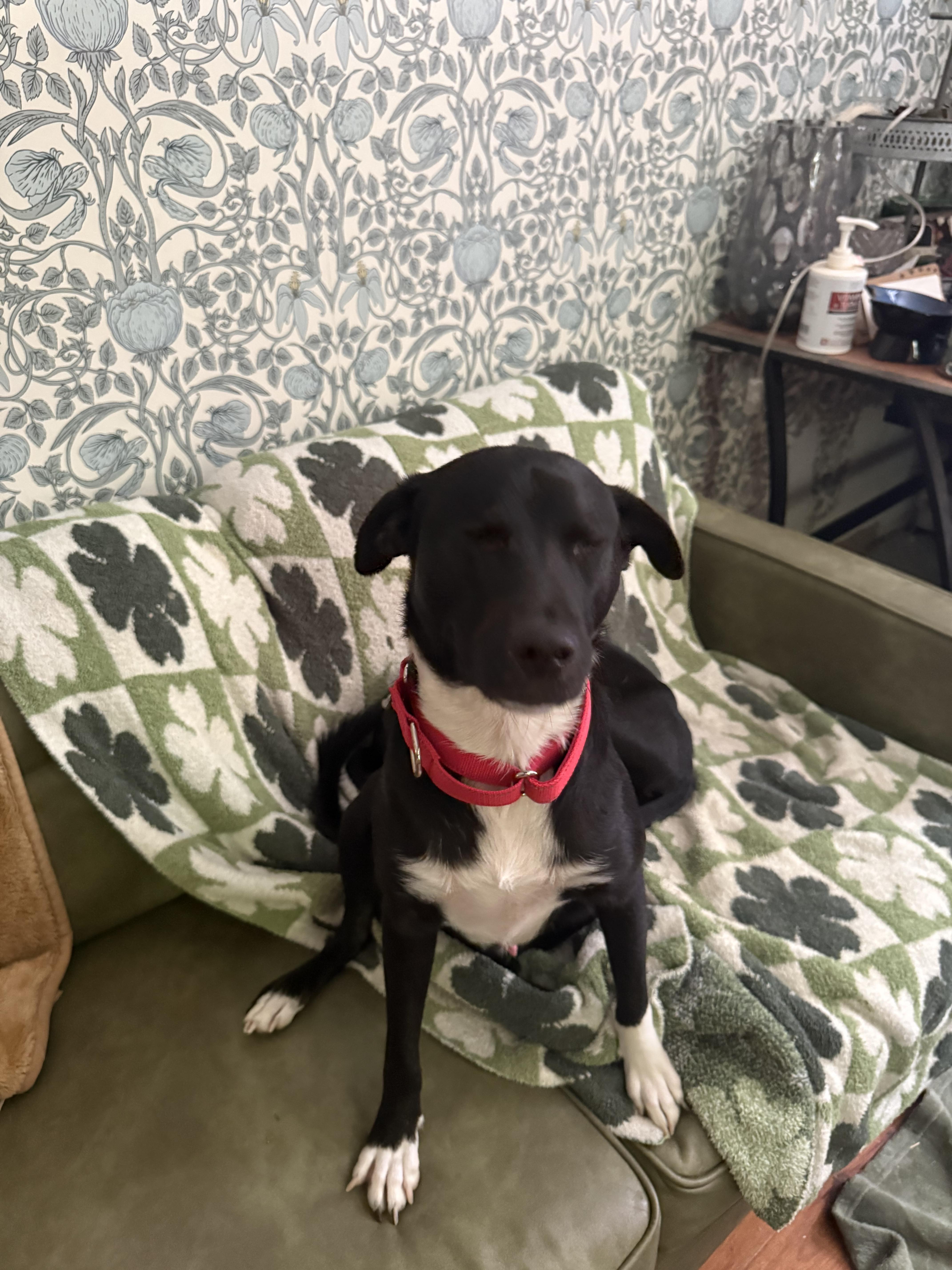 Theodore, an adopted mixed breed in Bayville , NY image 2/3