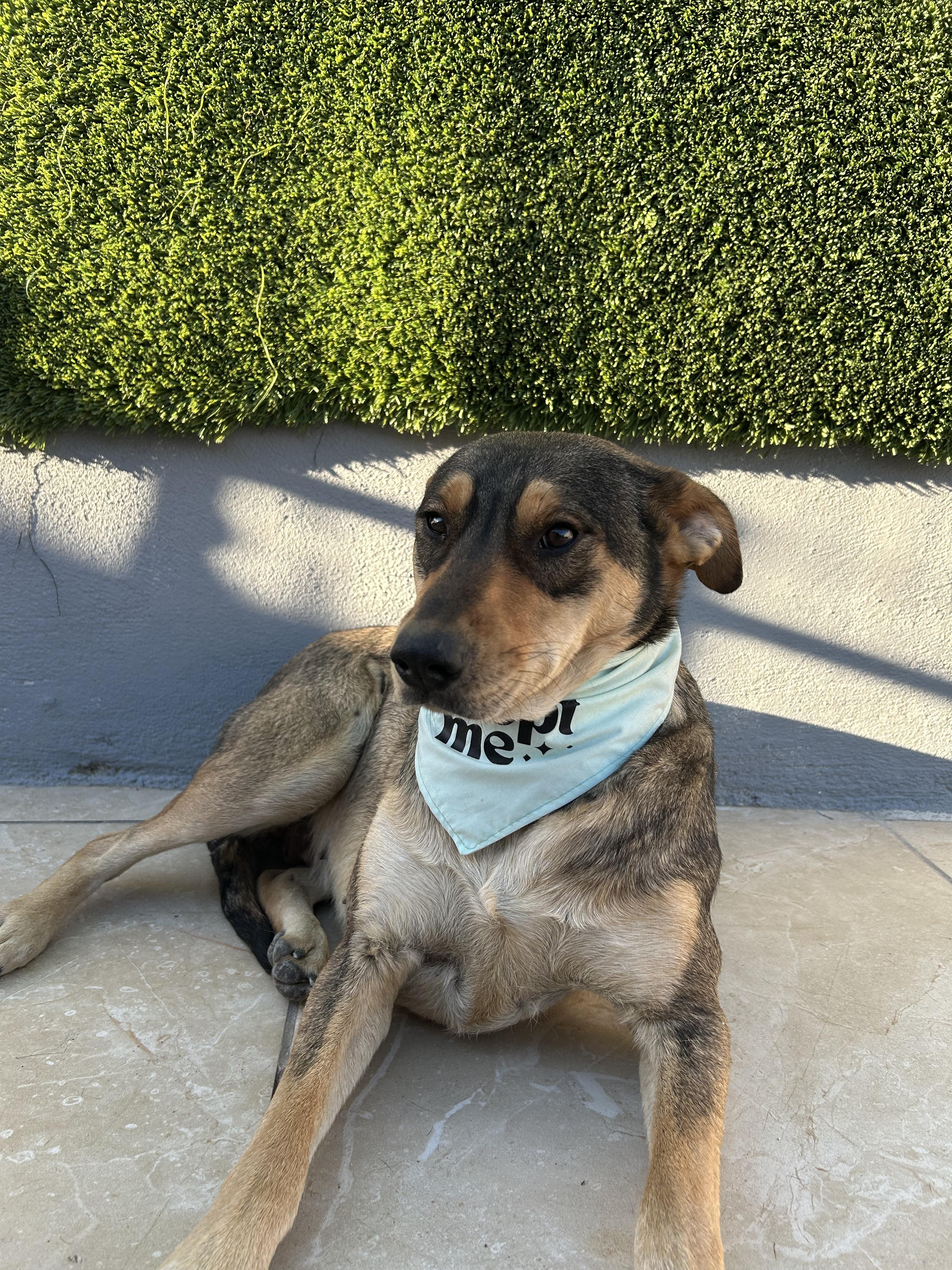 Enlarge Conchita, a Adoptable mixed breed in Tijuana, BCN image 2/3