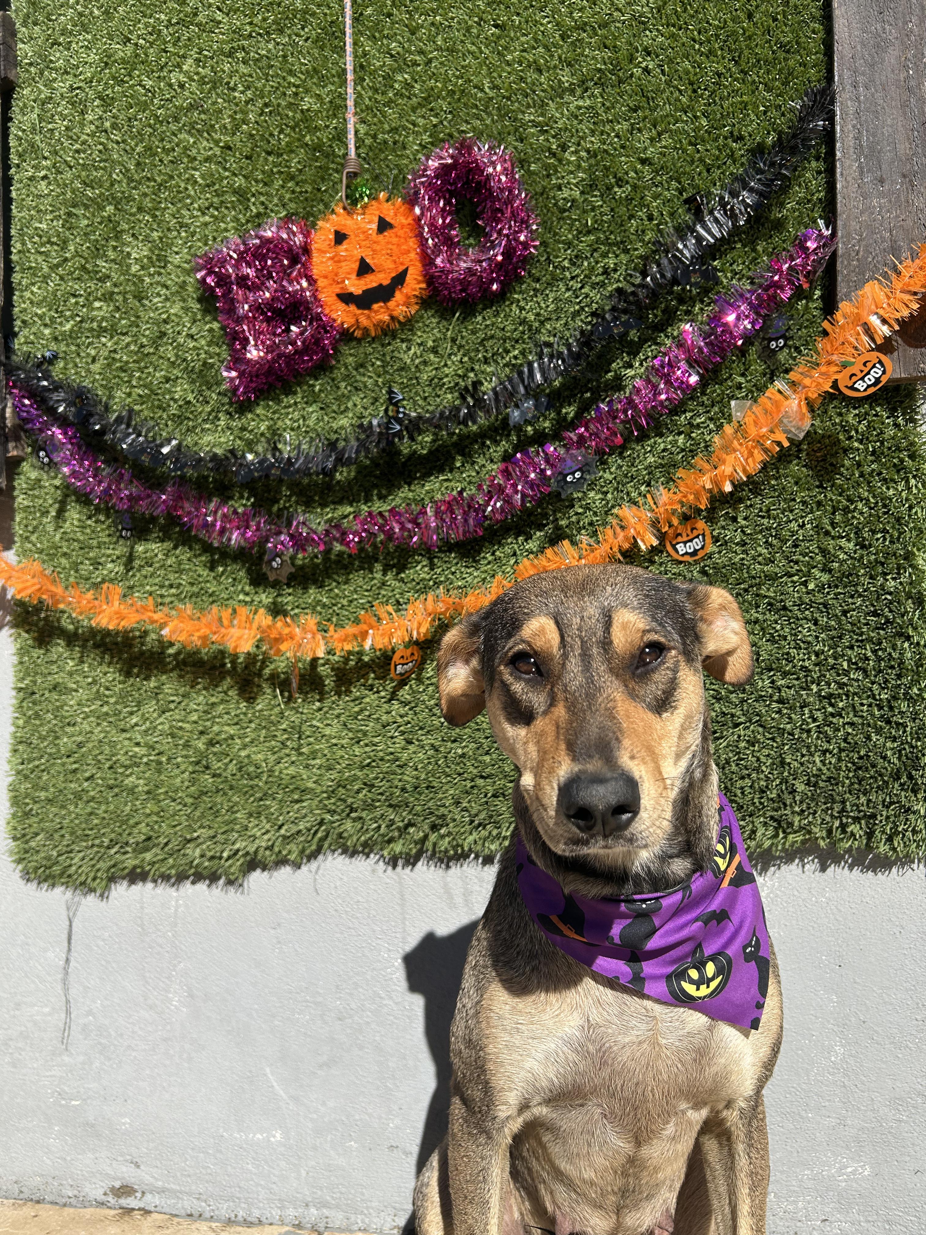 Enlarge Conchita, a Adoptable mixed breed in Tijuana, BCN image 3/3