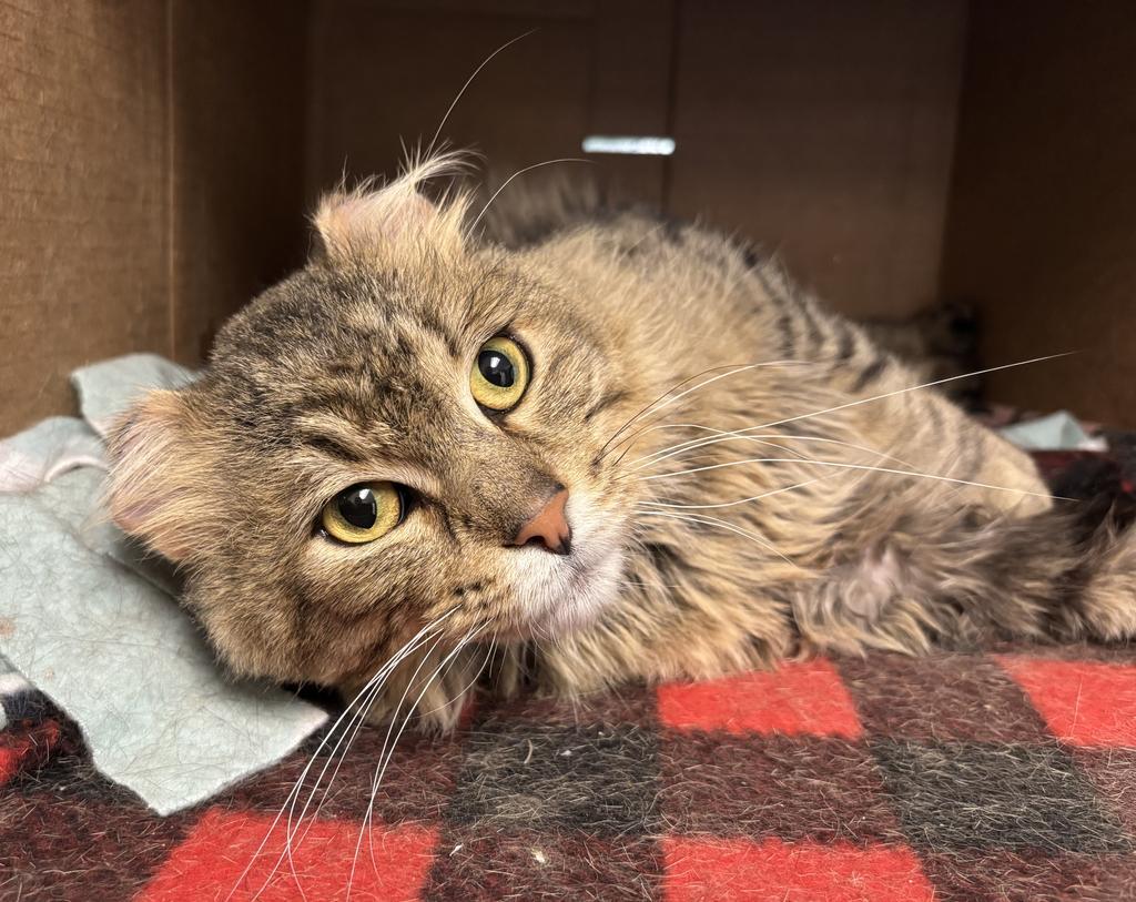 Enlarge Mars, a Adoptable mixed breed in Saint Paul, MN image 4/6