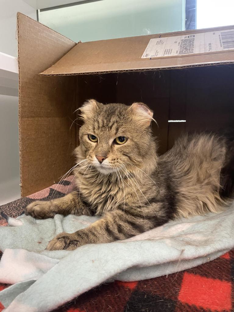 Enlarge Mars, a Adoptable mixed breed in Saint Paul, MN image 5/6