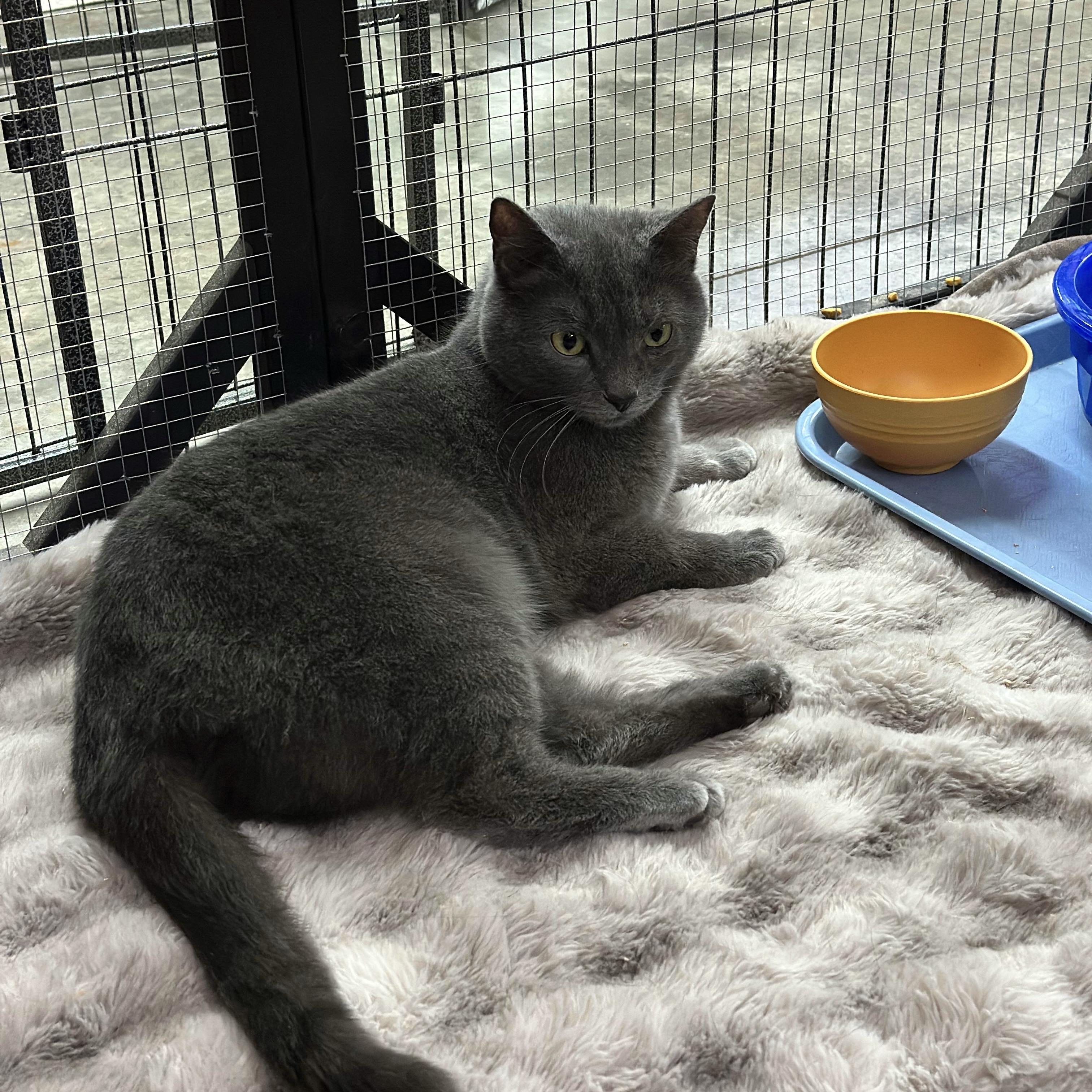 Enlarge Miss Pebbles, a ADOPTABLE American Shorthair in Roscoe, NY image 2/2
