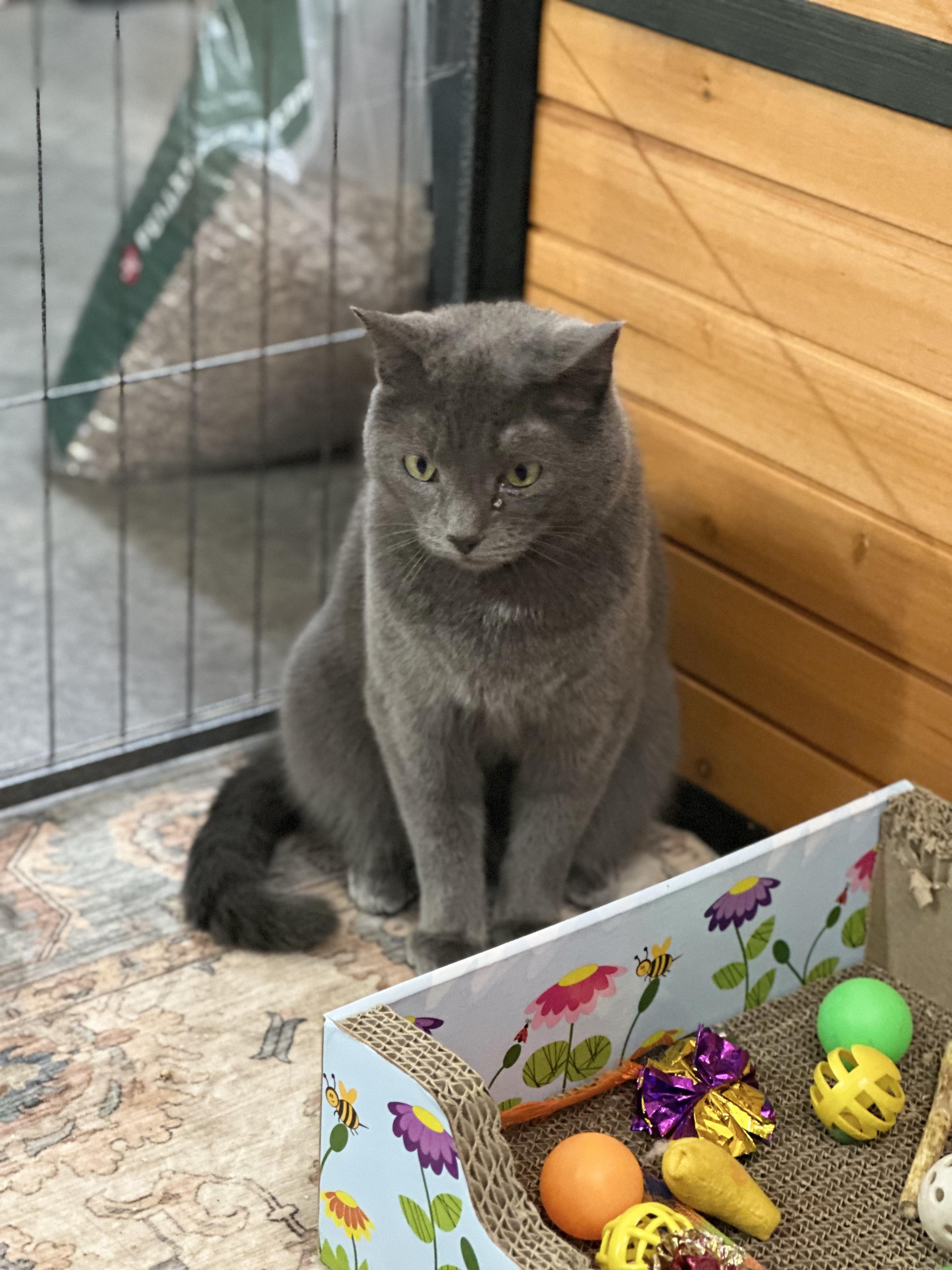 Enlarge Miss Pebbles, a ADOPTABLE American Shorthair in Roscoe, NY image 1/2
