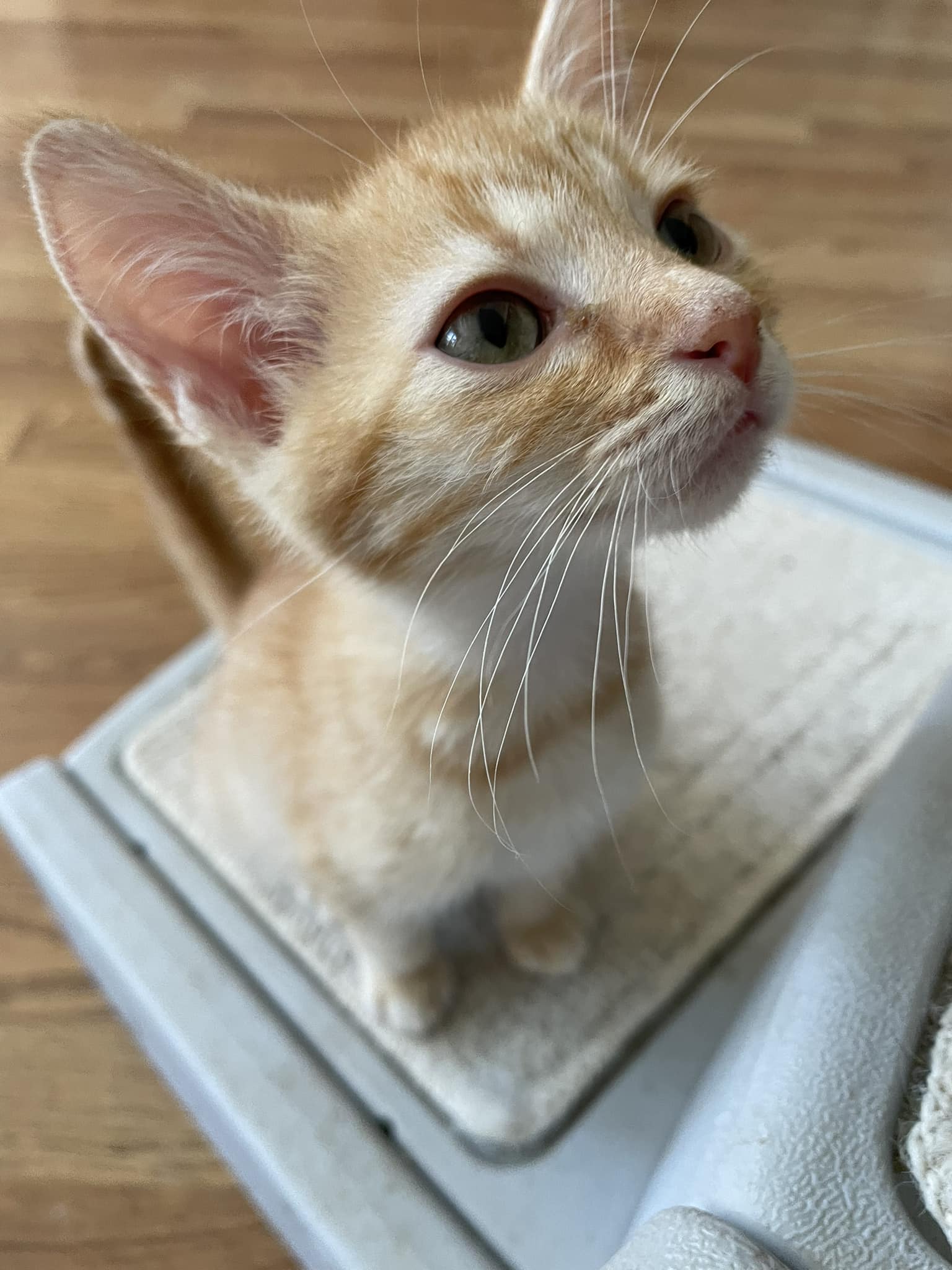 Cat for adoption Daughtry, a Domestic Short Hair in Concord, NC