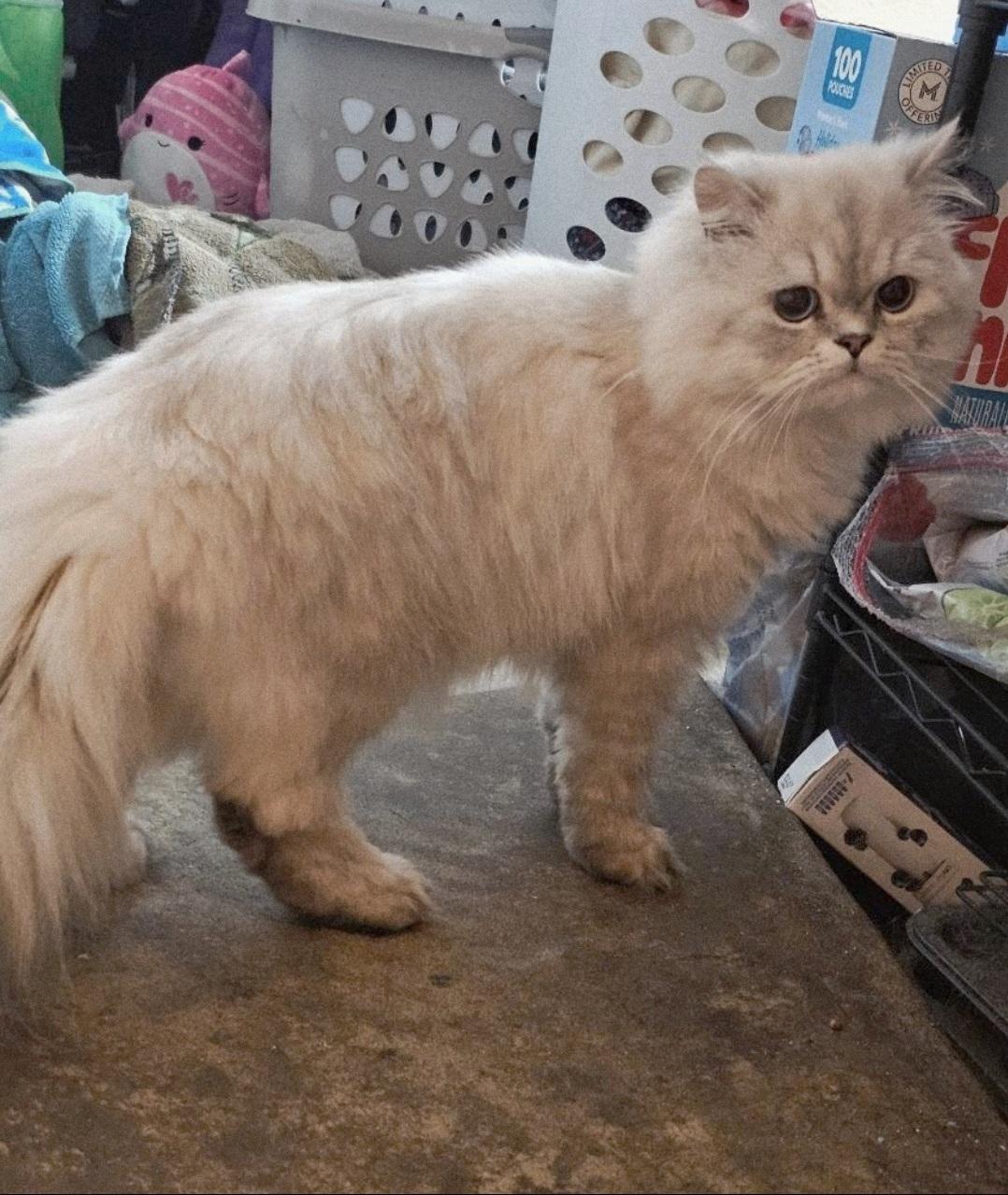 Enlarge Rhett, a ADOPTABLE Persian in Orlando, FL image 2/3