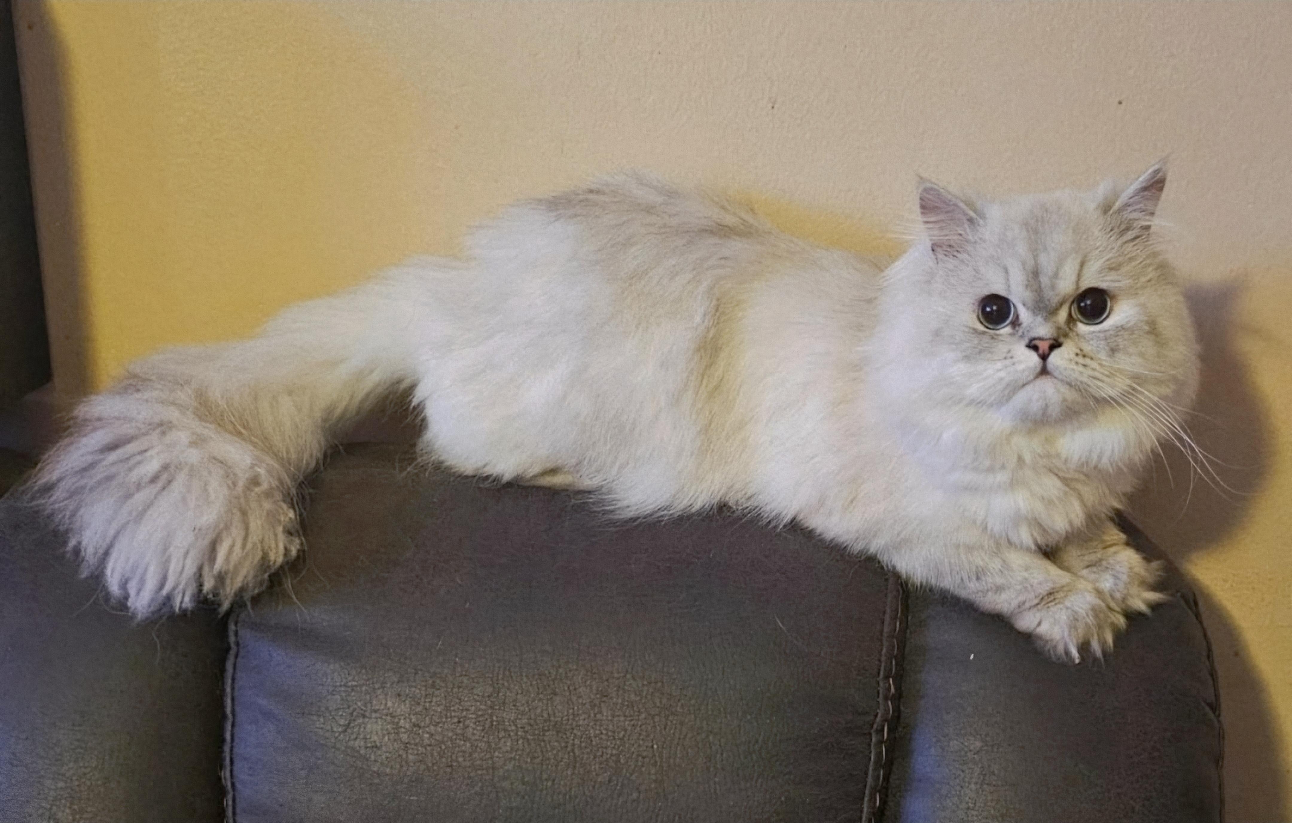 Rhett, ADOPTABLE, Young Male Persian.