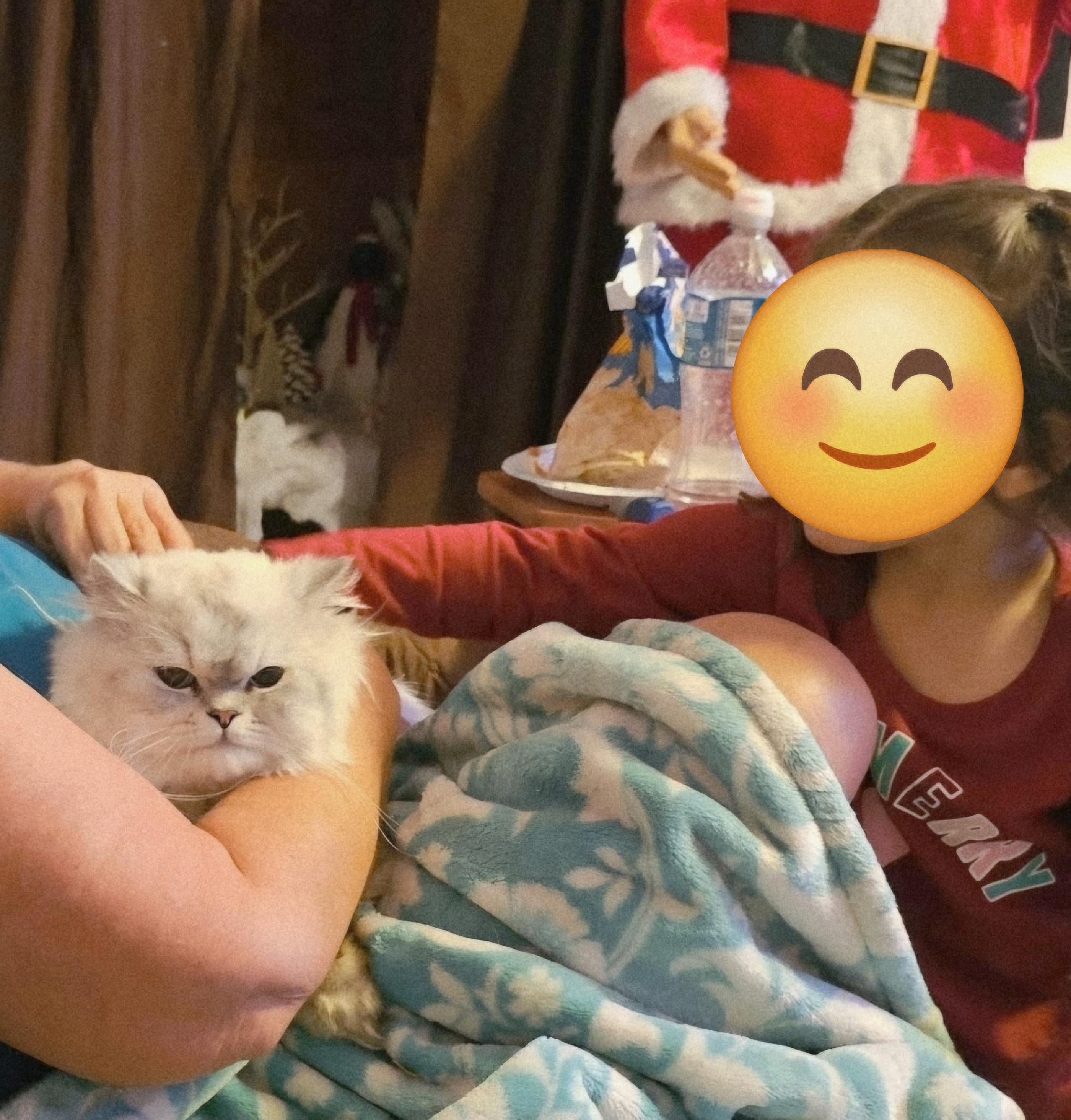 Enlarge Rhett, a ADOPTABLE Persian in Orlando, FL image 3/3