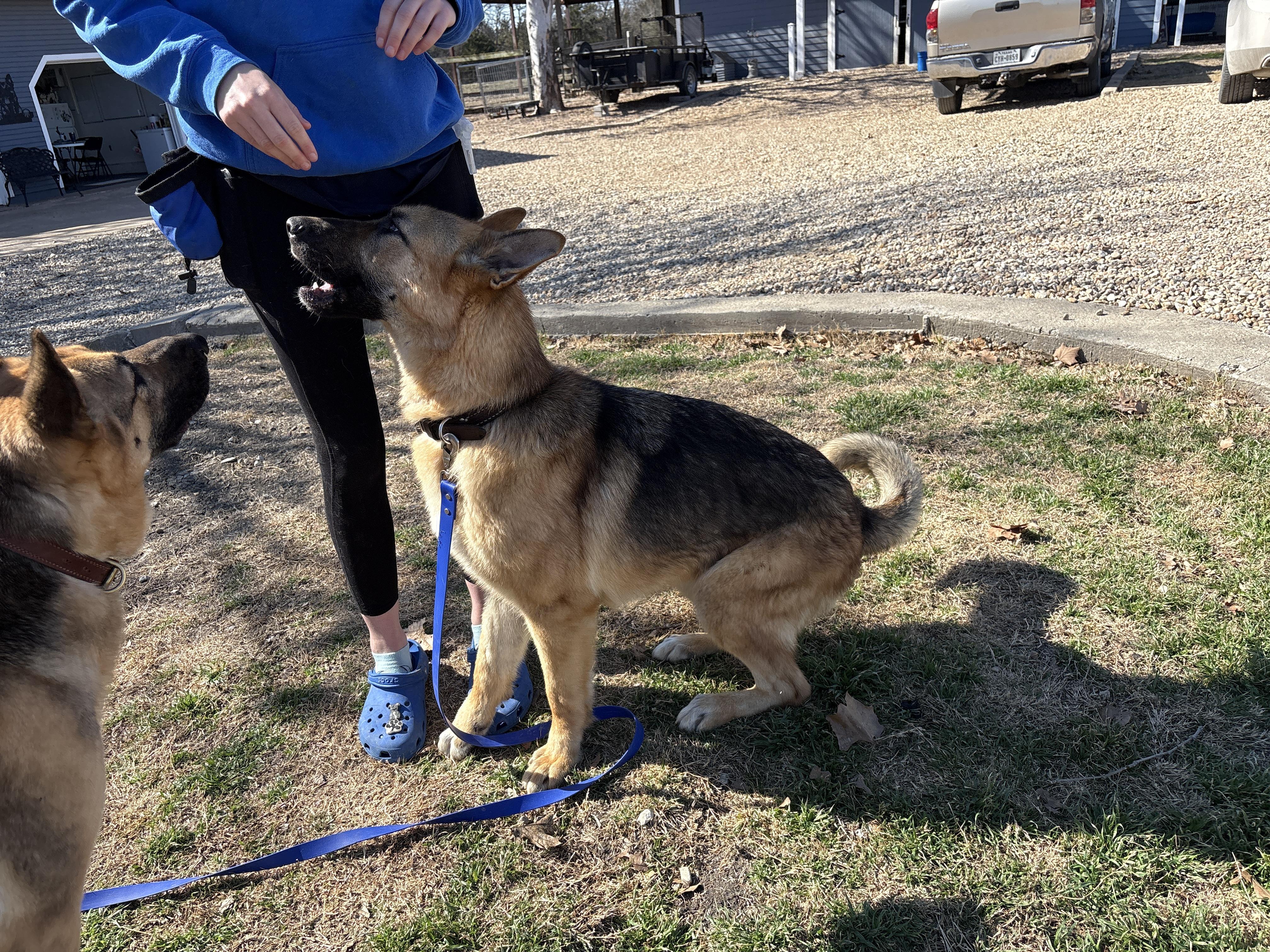 Enlarge Ranger, a ADOPTABLE German Shepherd Dog in Dallas, TX image 3/4