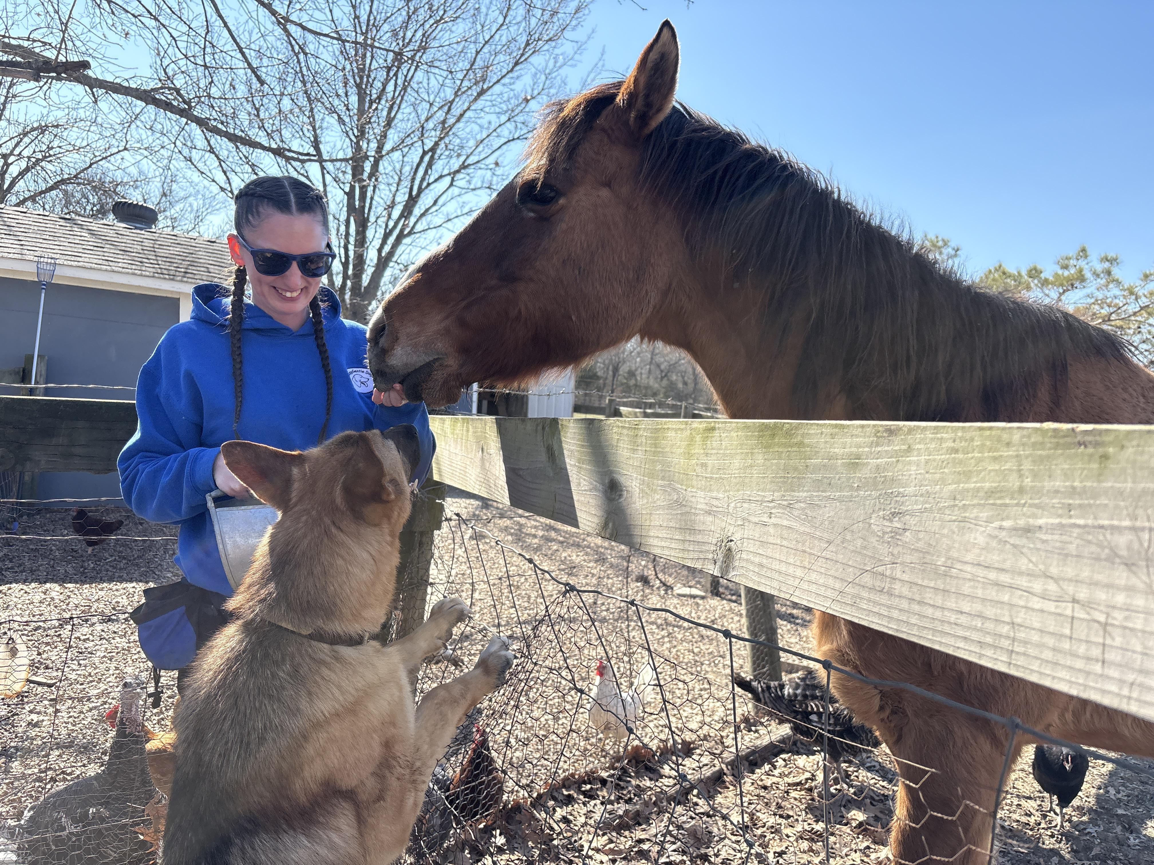 Enlarge Ranger, a ADOPTABLE German Shepherd Dog in Dallas, TX image 2/4