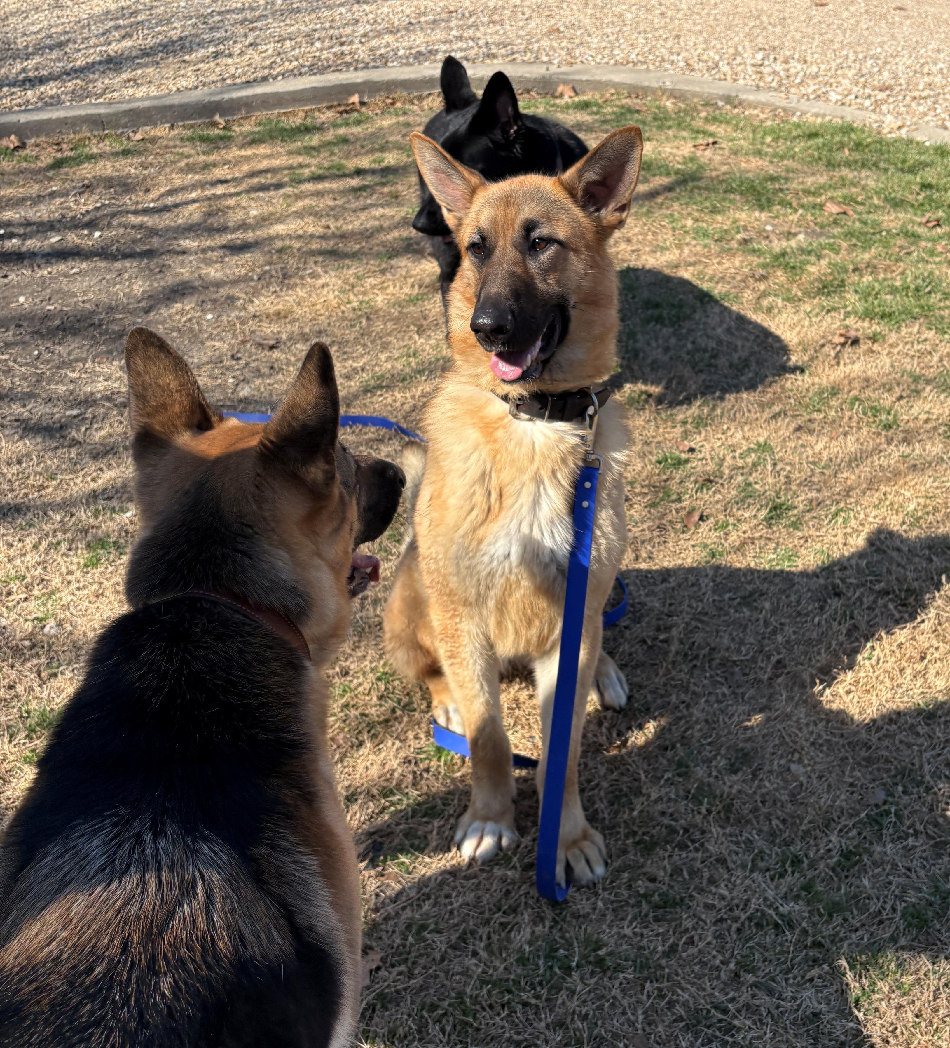 Enlarge Ranger, a ADOPTABLE German Shepherd Dog in Dallas, TX image 4/4