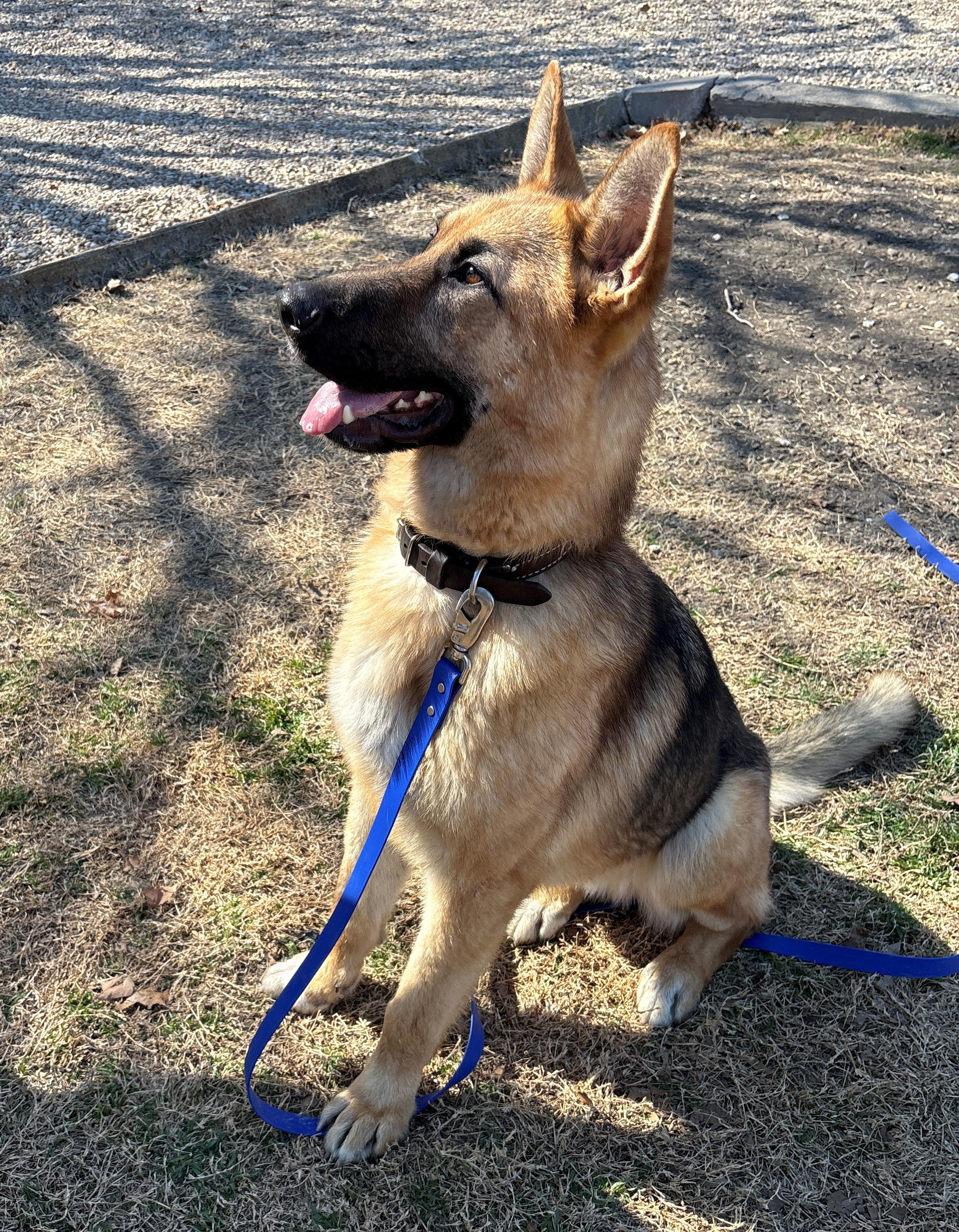 Ranger, ADOPTABLE, Young Male German Shepherd Dog.