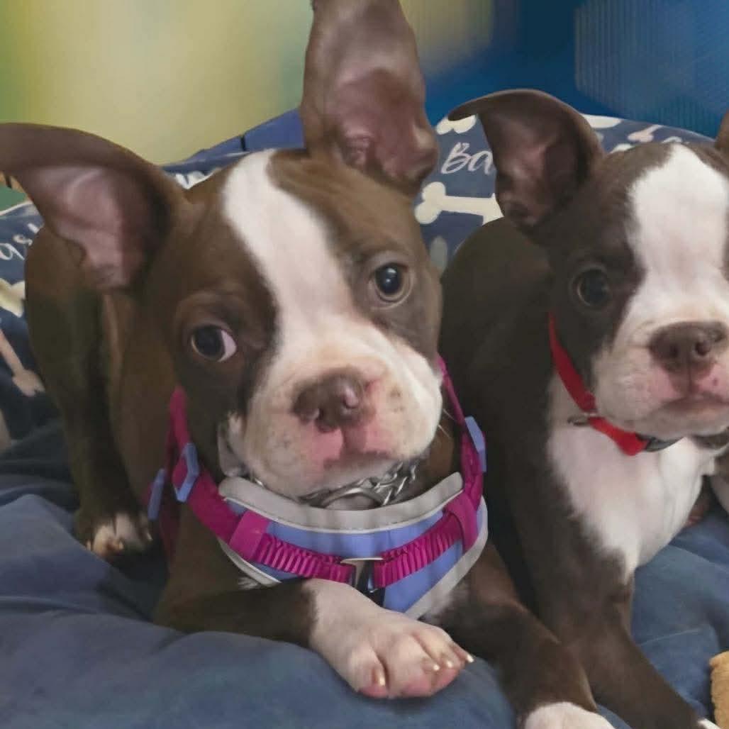 CELTIC, Adoptable, Puppy Male Boston Terrier.