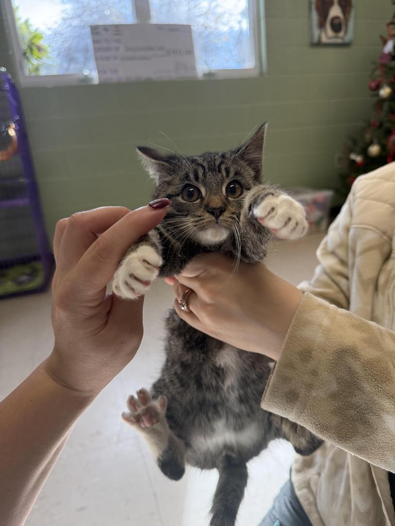 Novel, Adoptable, Kitten Male Domestic Short Hair.