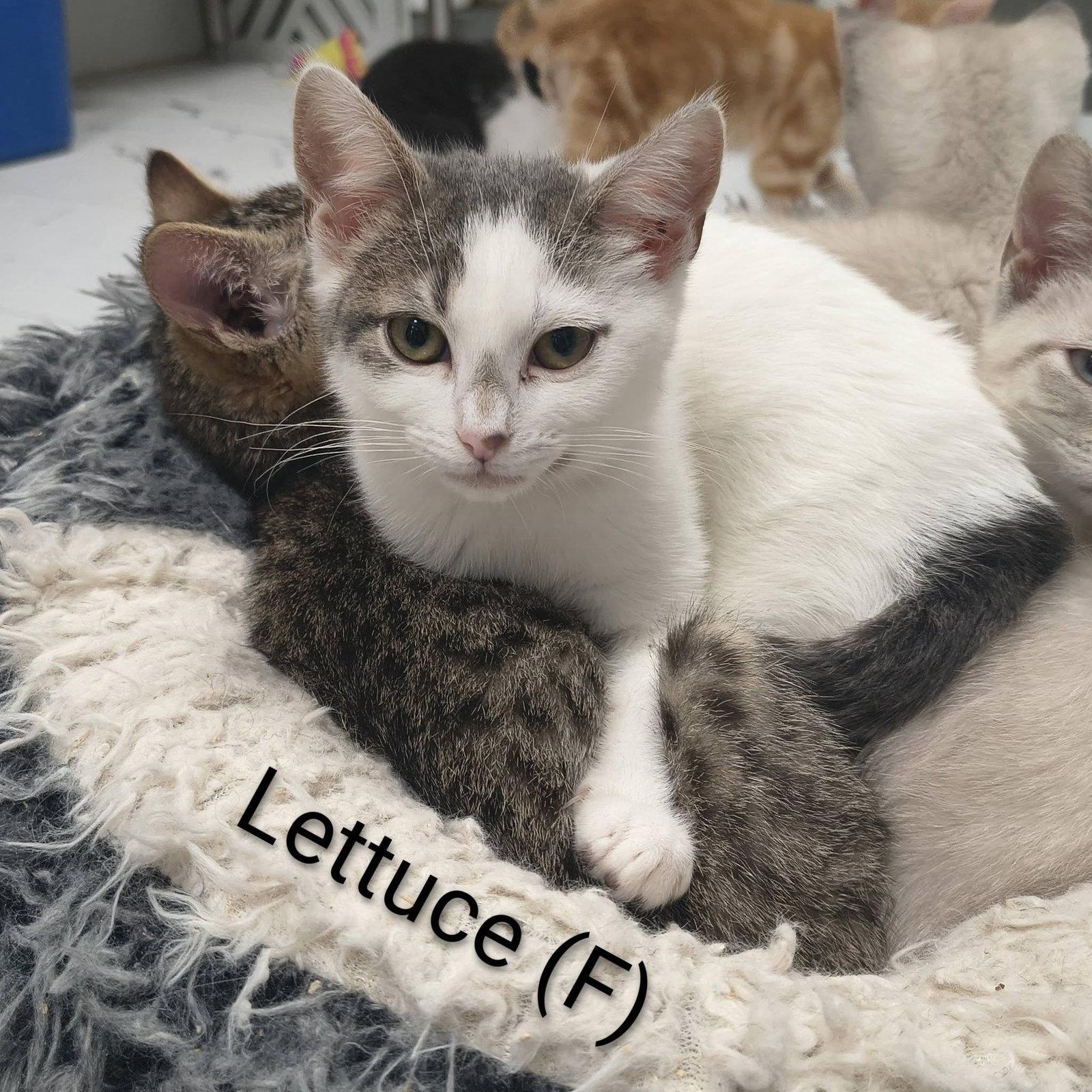 Lettuce, Adopted, Kitten Female Domestic Short Hair.