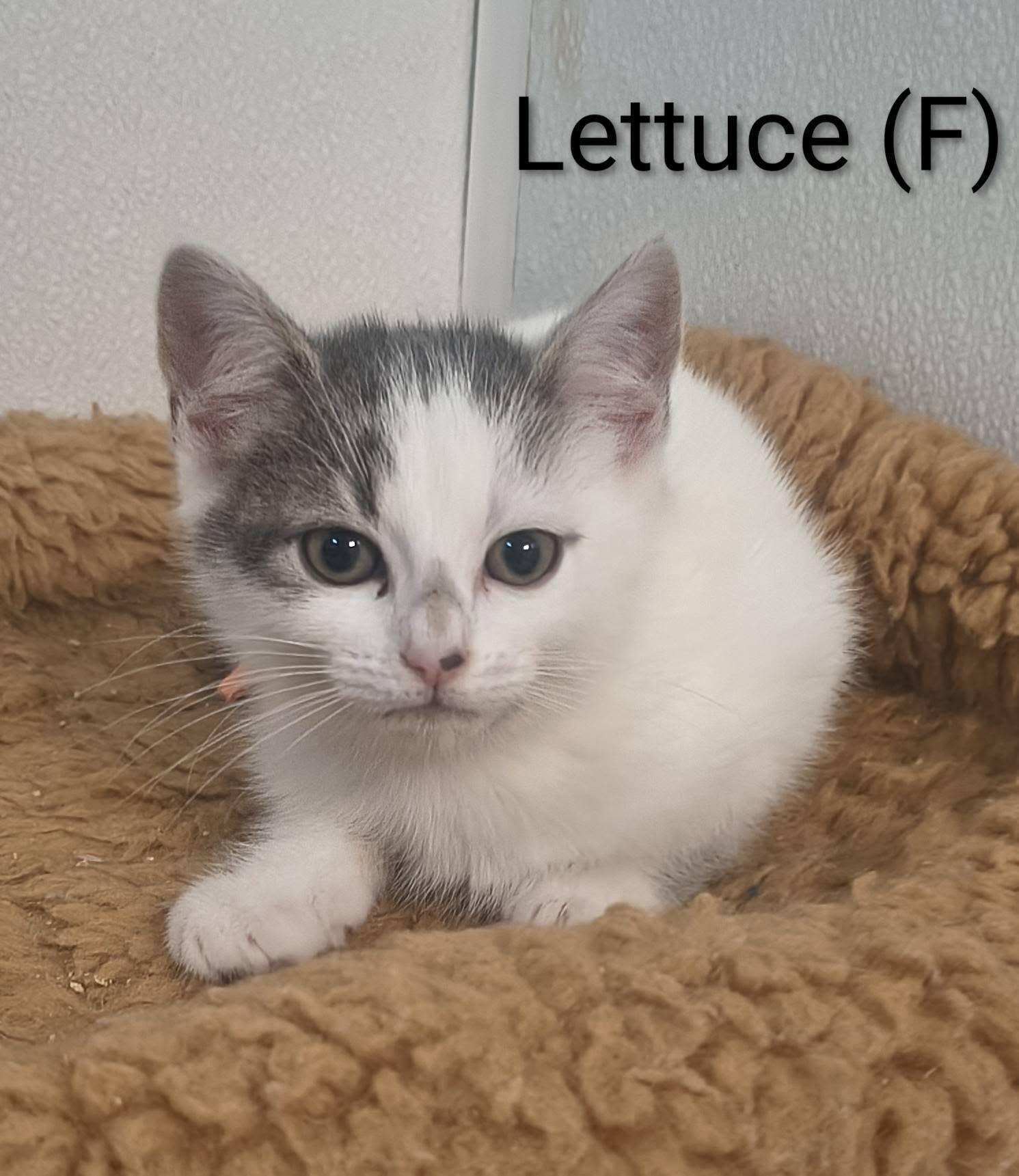 Lettuce, a Adopted Domestic Short Hair in Saugerties, NY image 2/3