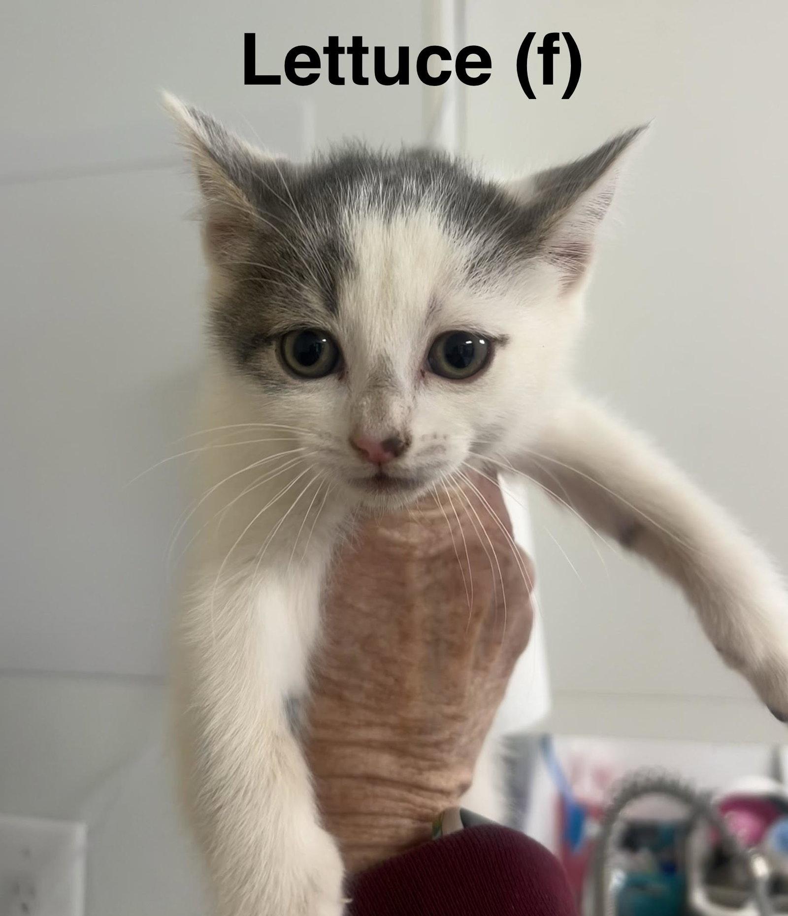 Lettuce, a Adopted Domestic Short Hair in Saugerties, NY image 3/3