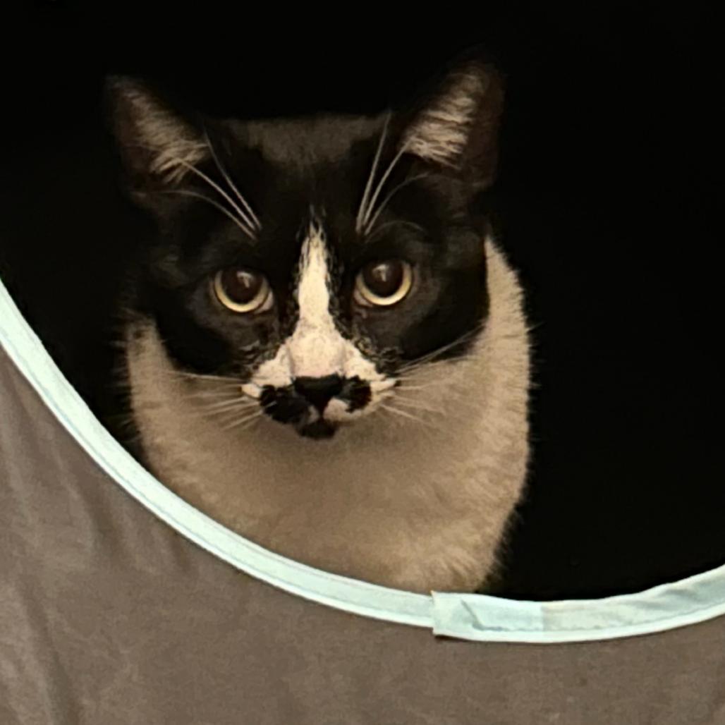 FRIDA GATO, ADOPTABLE, Young Female Domestic Short Hair.