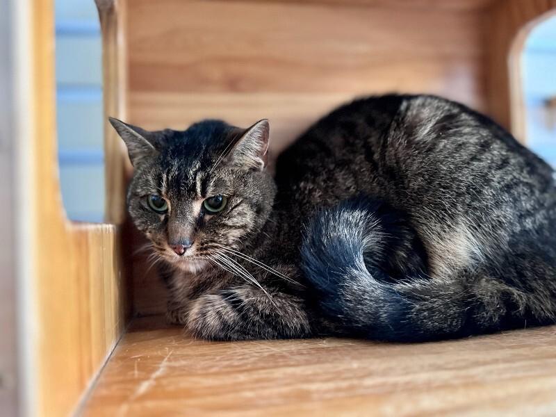 Enlarge Tay Tay, a Adoptable Domestic Short Hair in Wooster, OH image 1/1