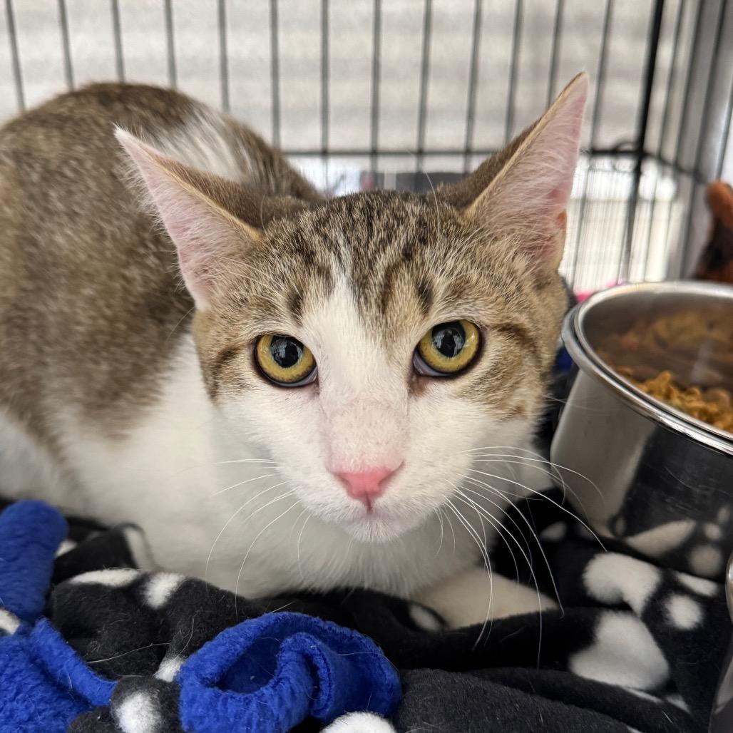 Enlarge Cade, a Adoptable Domestic Short Hair in Redwood Falls, MN image 1/1
