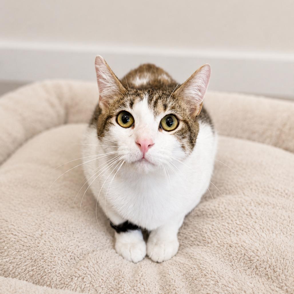 Cade, a Adoptable Domestic Short Hair in Redwood Falls, MN image 2/2
