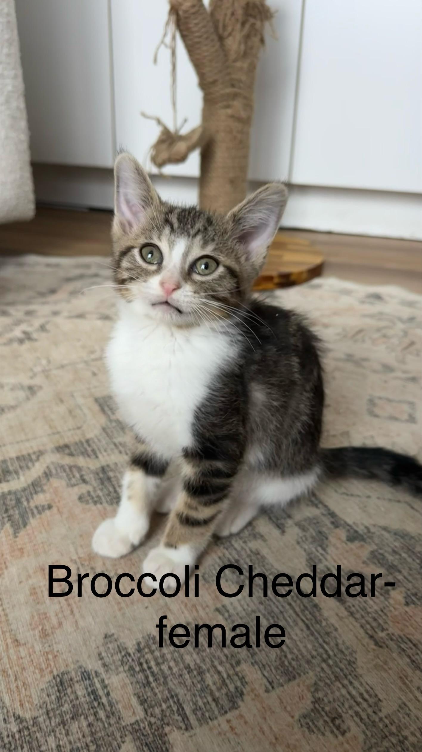 Enlarge Broccoli Cheddar, a Adoptable mixed breed in Crystal Lake, IL image 3/3