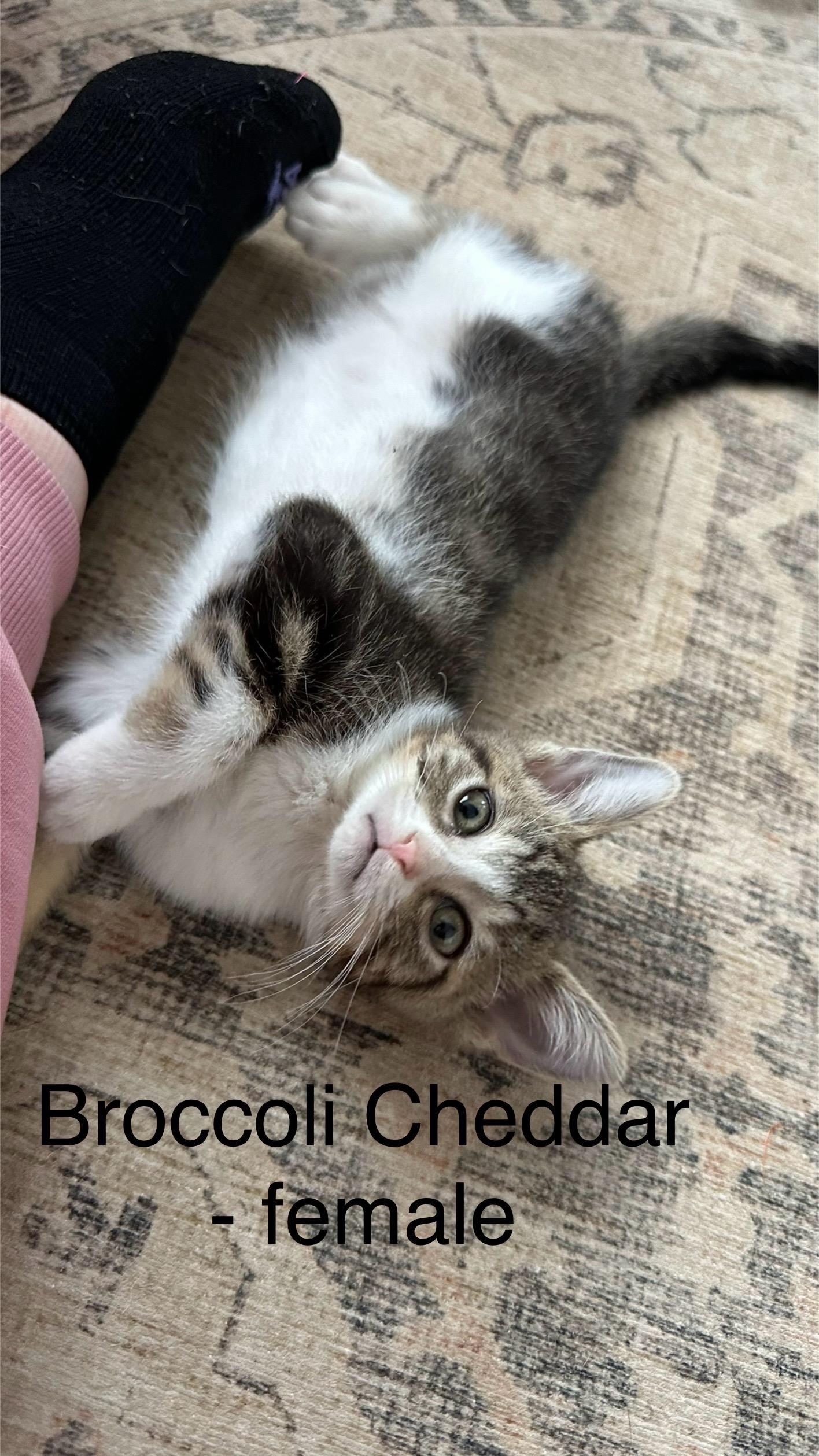 Enlarge Broccoli Cheddar, a Adoptable mixed breed in Crystal Lake, IL image 2/3