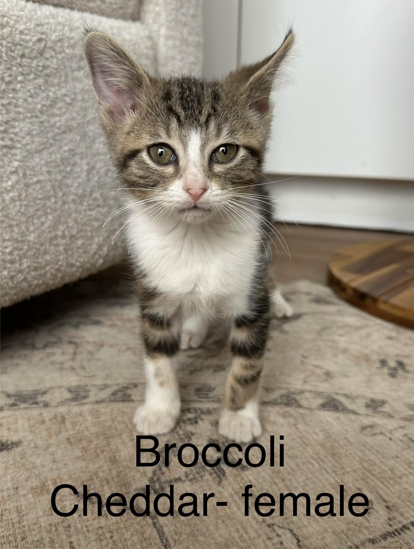 Broccoli Cheddar, Adoptable, Kitten Female Domestic Medium Hair.