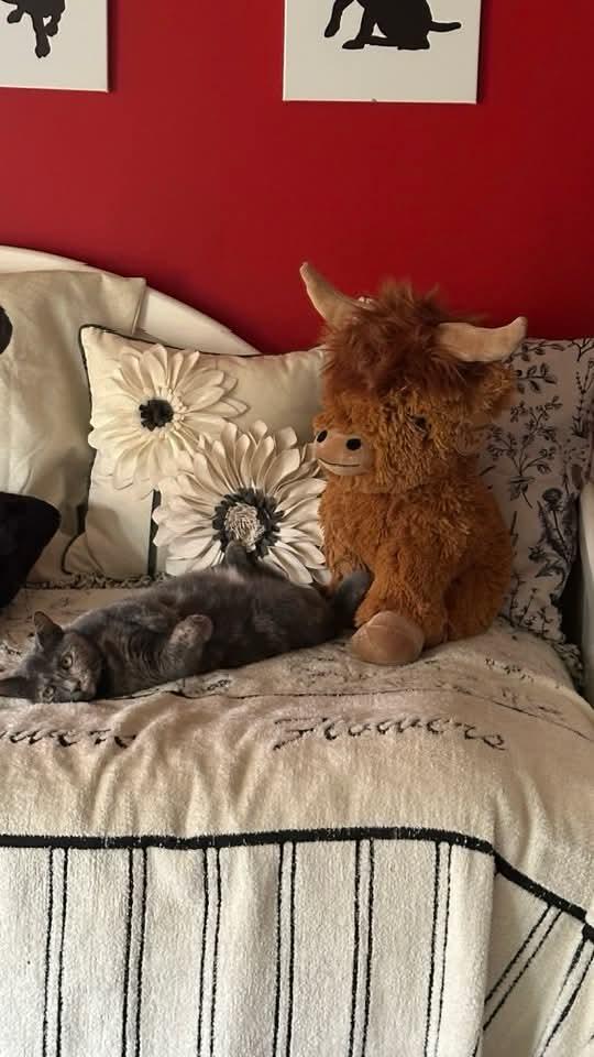 Mariah Hairy, a Adoptable Dilute Tortoiseshell in Carnegie, PA image 2/6