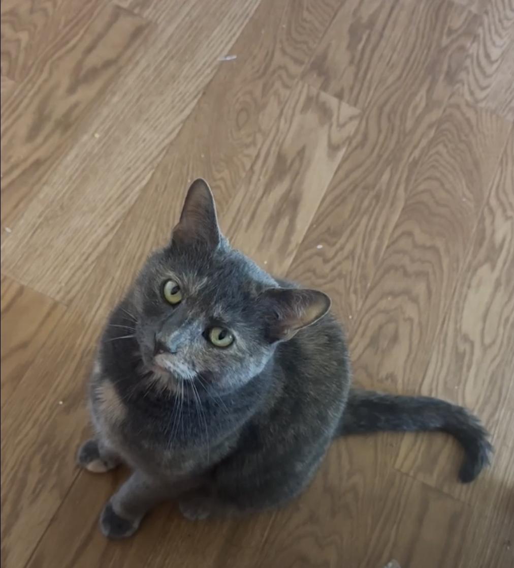 Mariah Hairy, a Adoptable Dilute Tortoiseshell in Carnegie, PA image 3/6